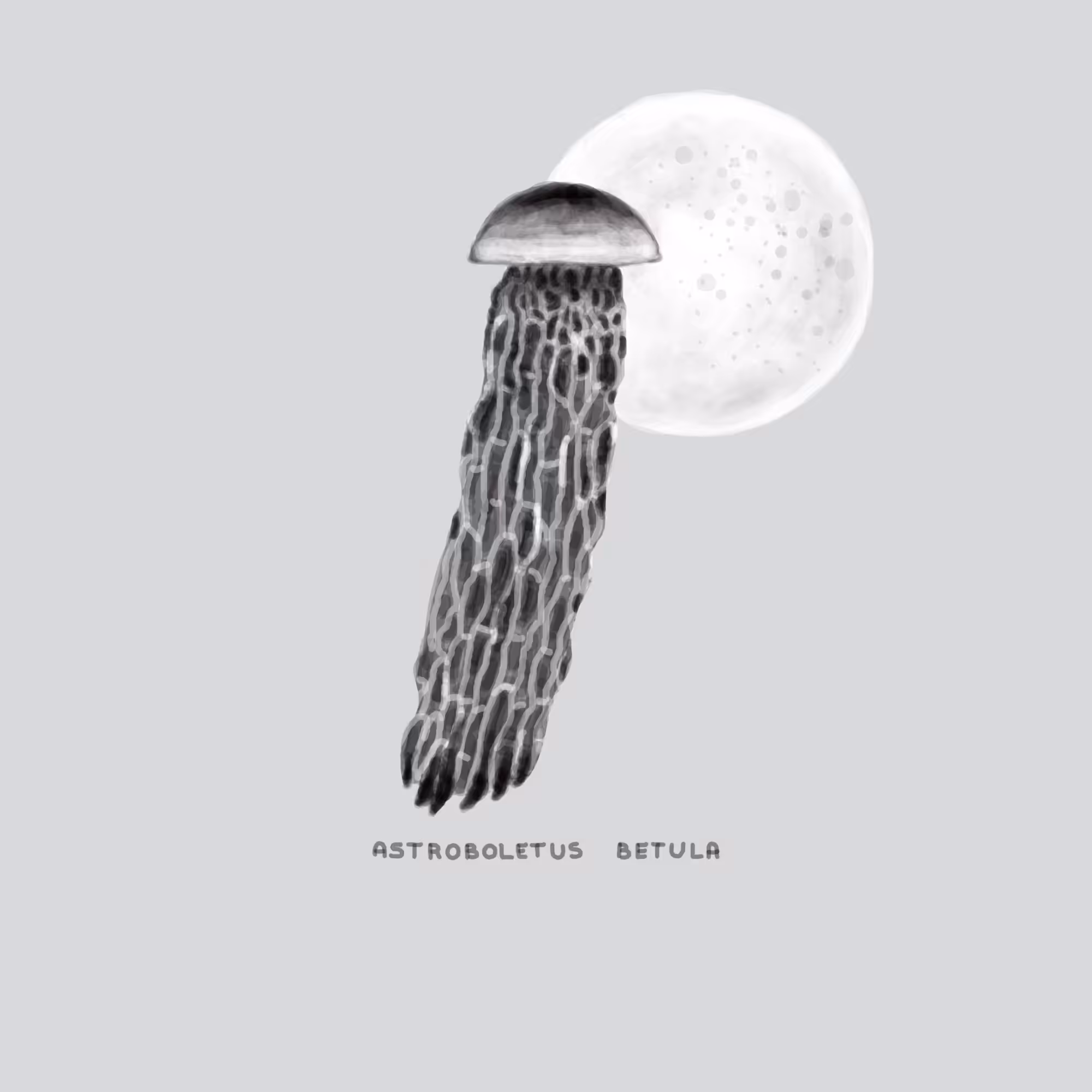 #16 ROCKET - Astroboletus Betula