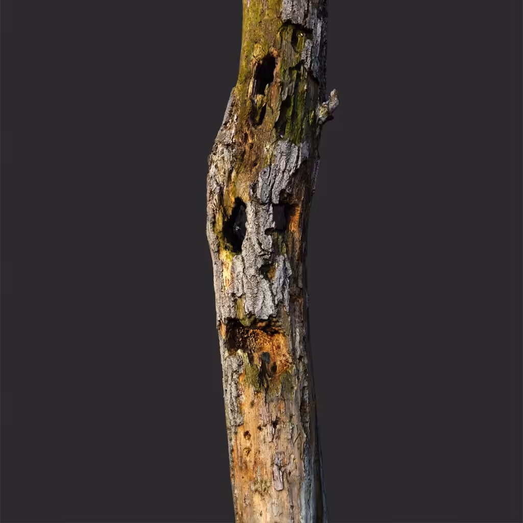 Grief. Photogrammetric model of a decaying tree stump.