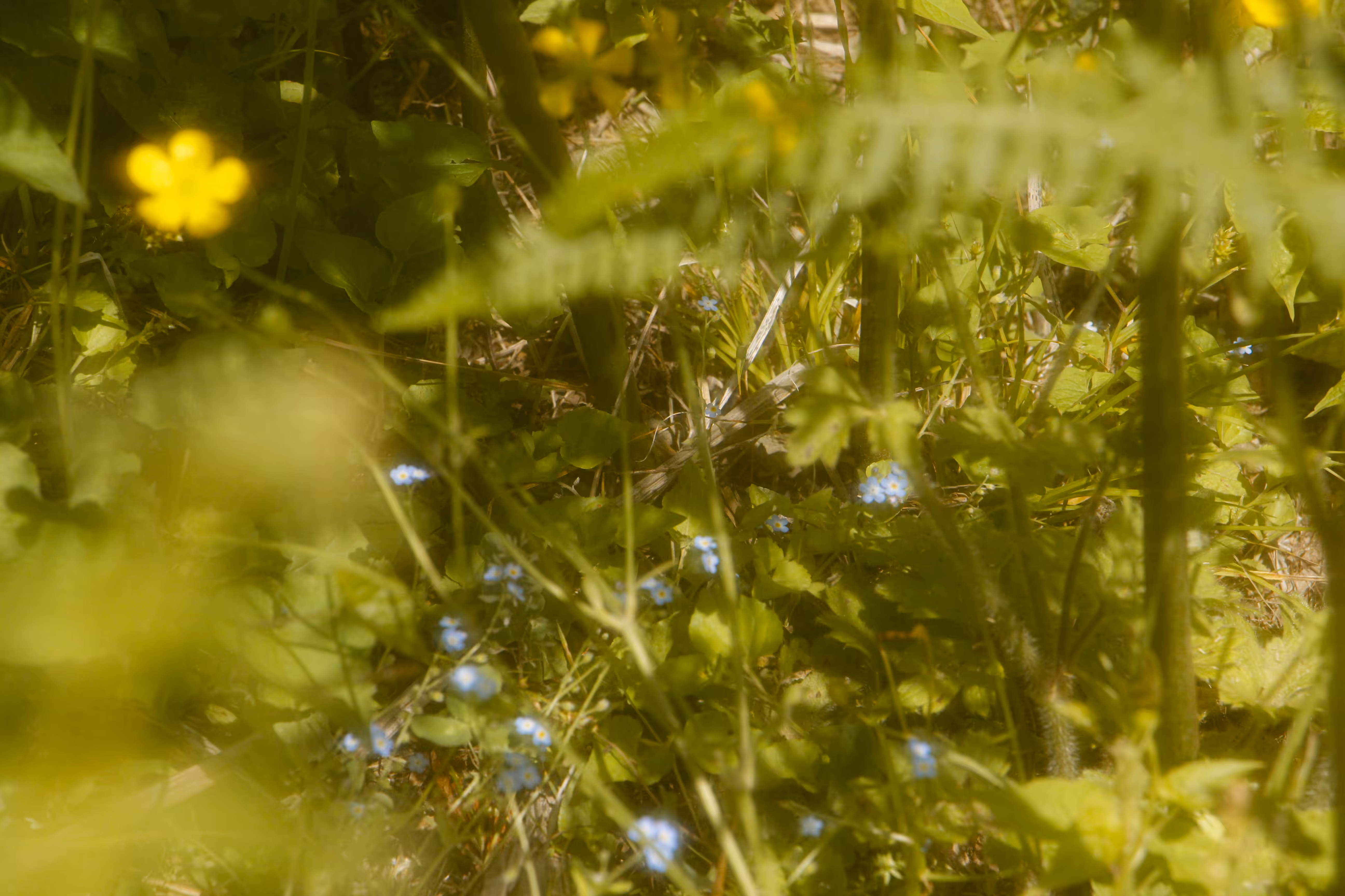 Grassgold