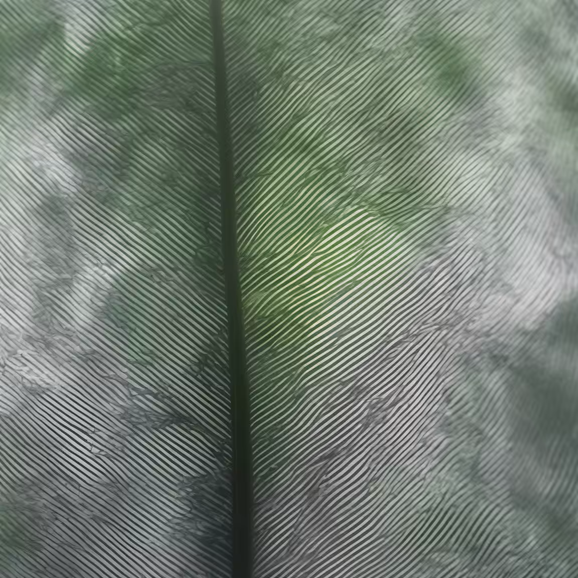 Florida No. 1 #14
