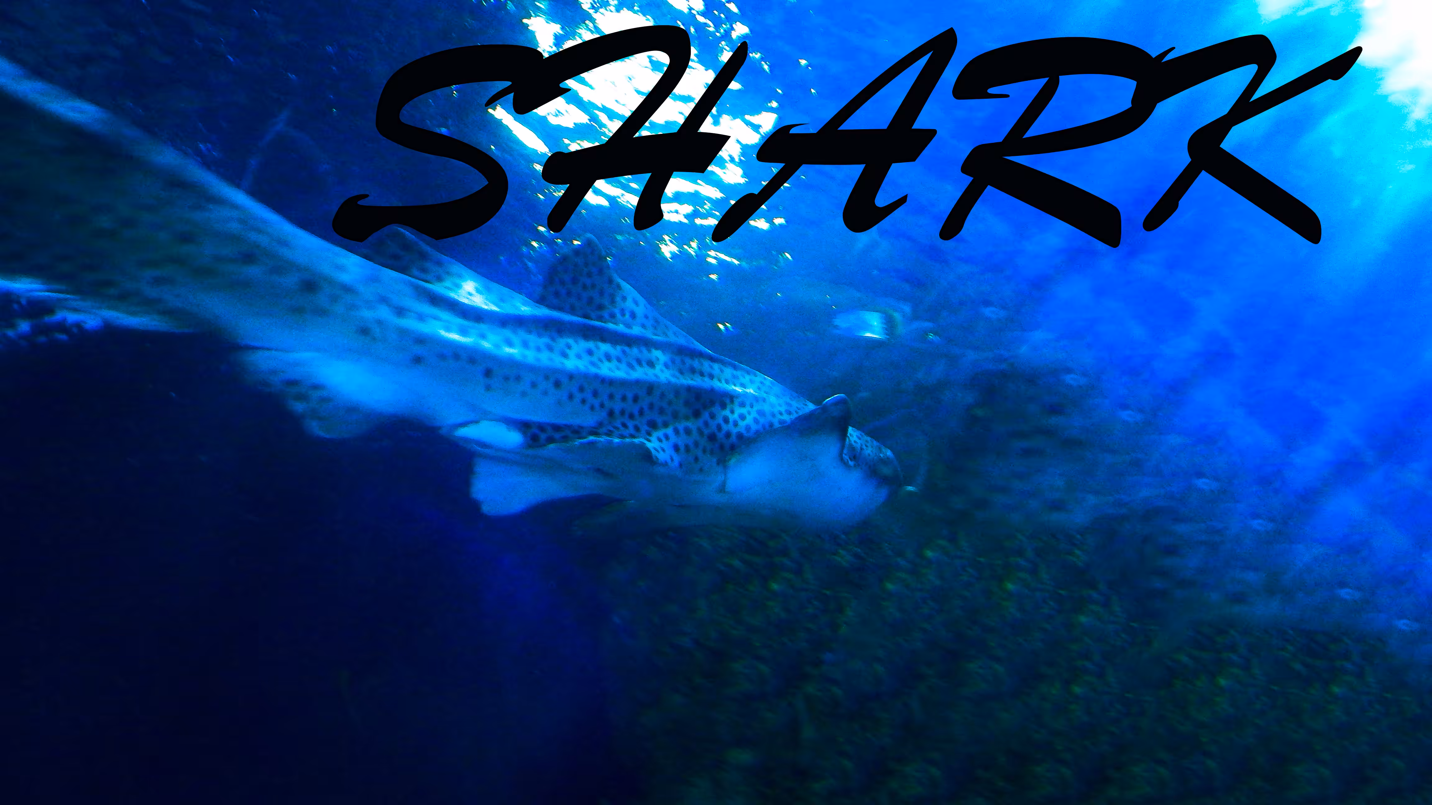 Shark