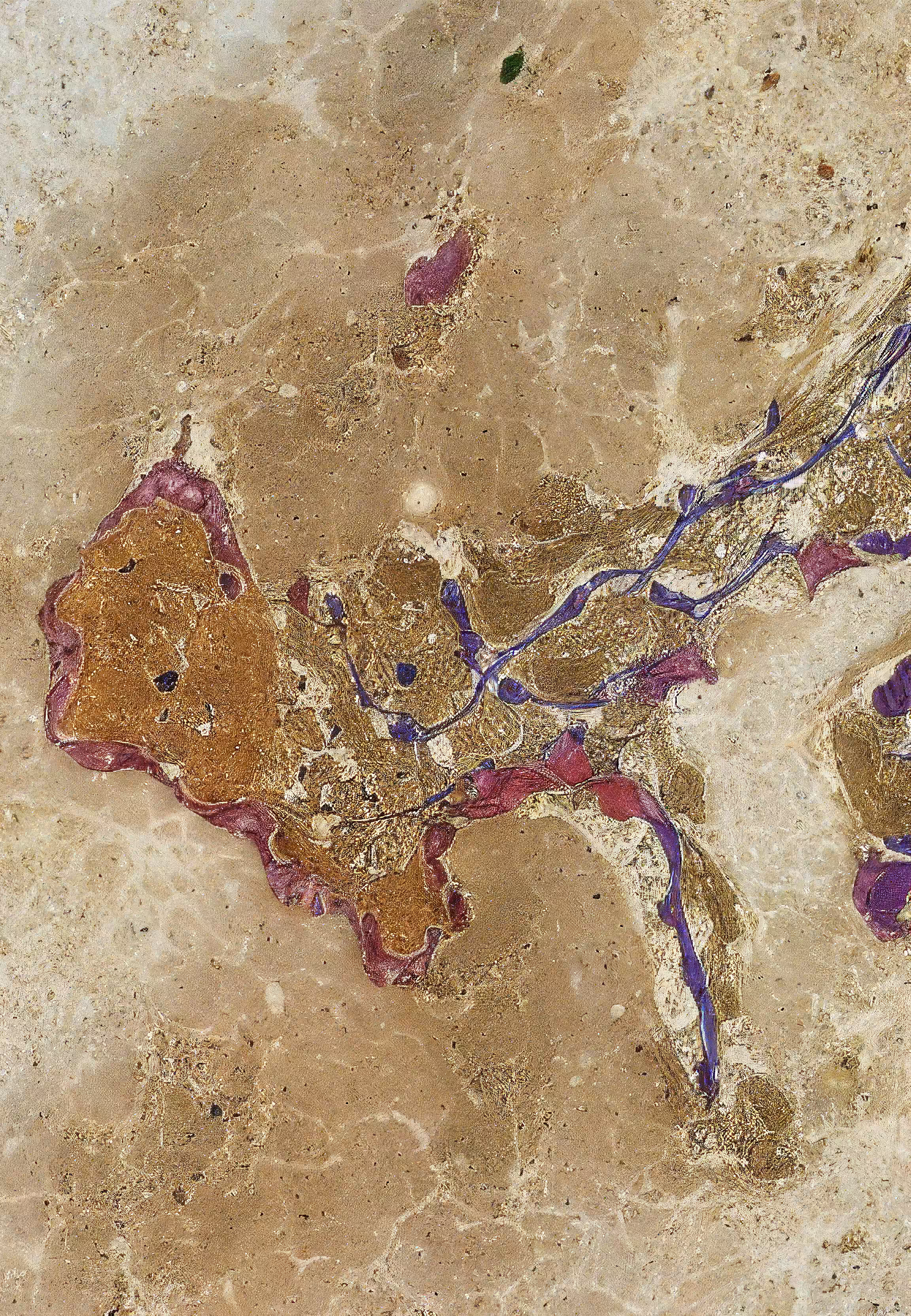 In Vivo, In Vitro, In Silico: Histologia In Silico #96