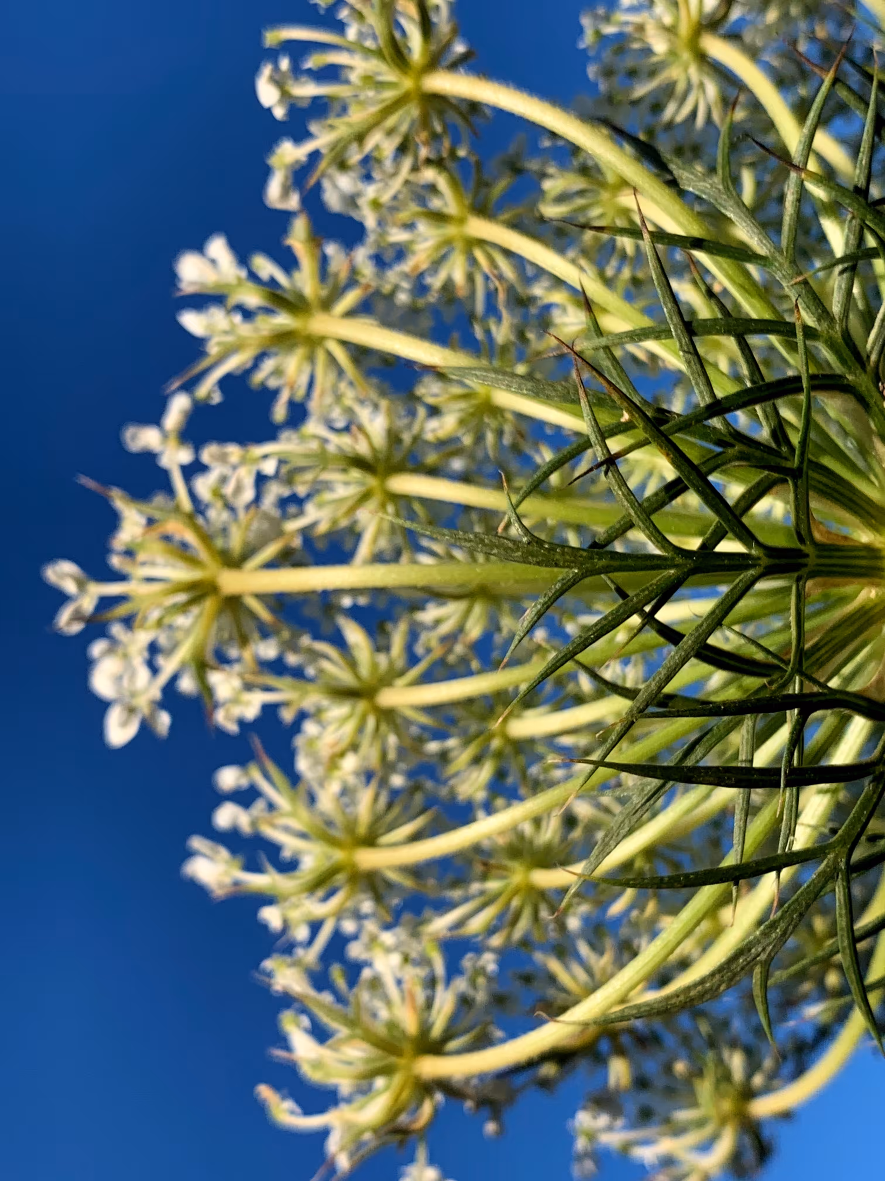 Queen Anne's Lace