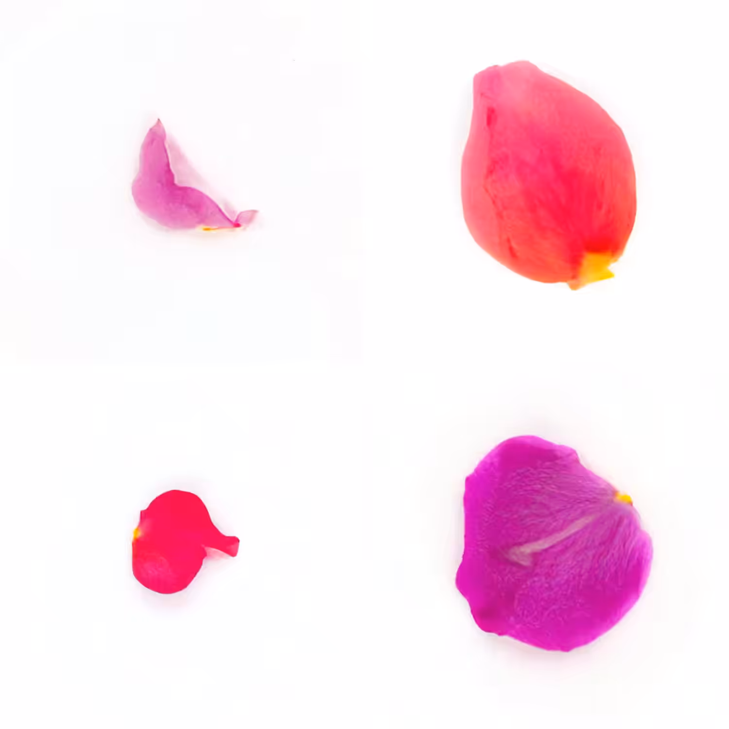 Infinite Petals 2x2#20064