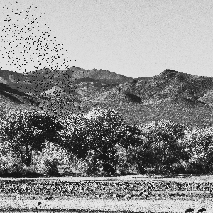Fall Migration