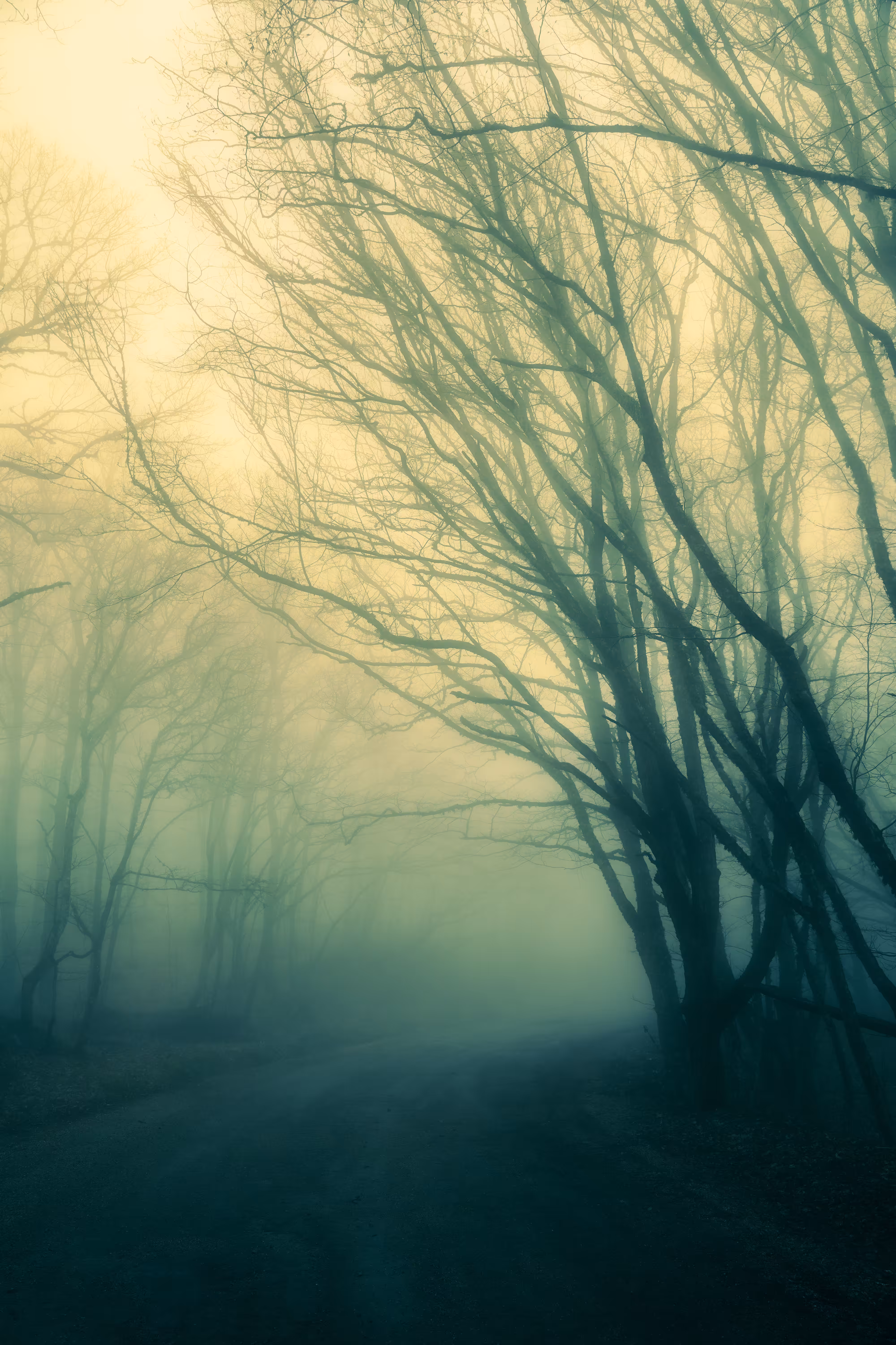 Foggy forest