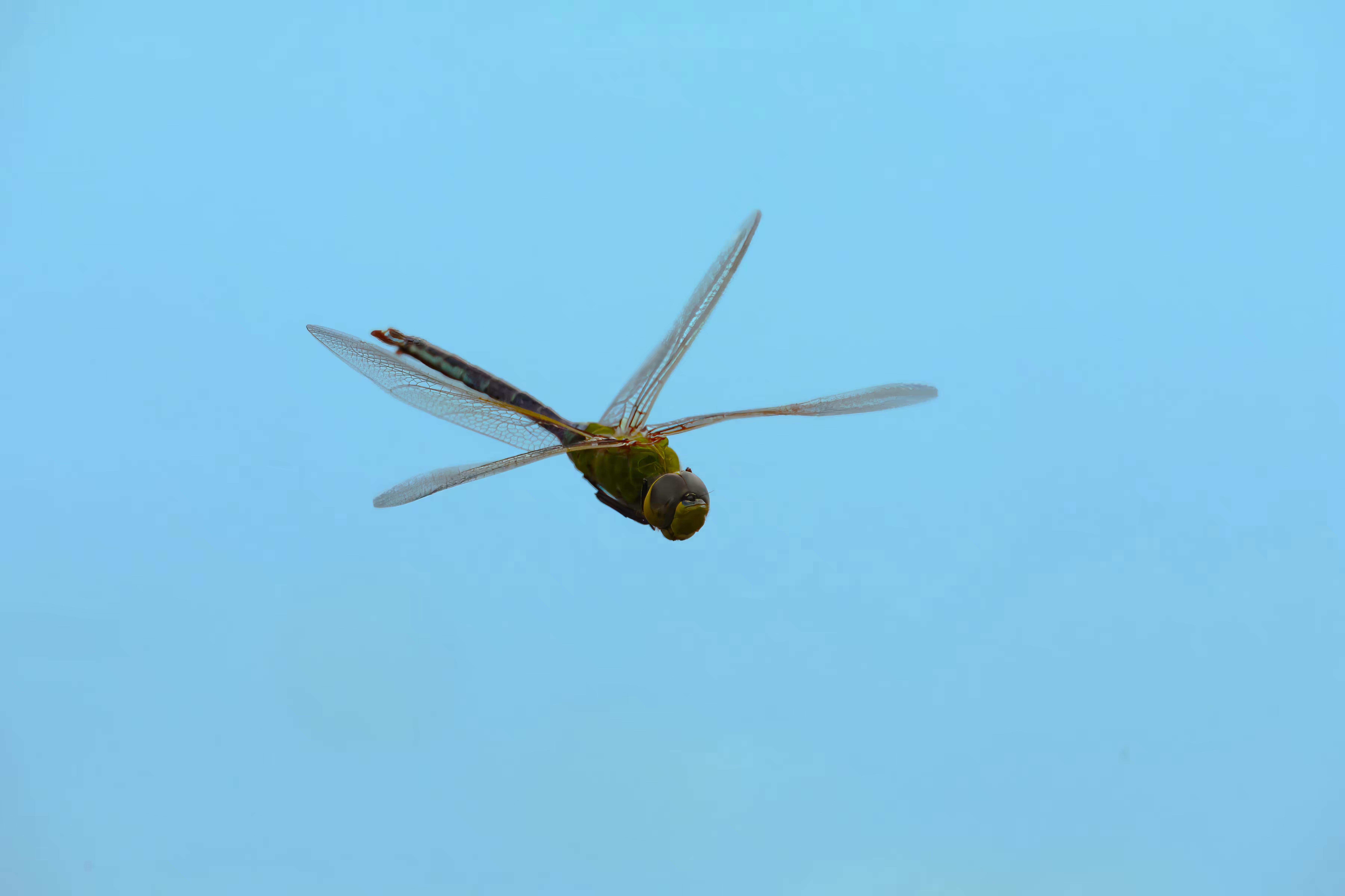 #OneToadPhotography: Dragonfly in mid-flight