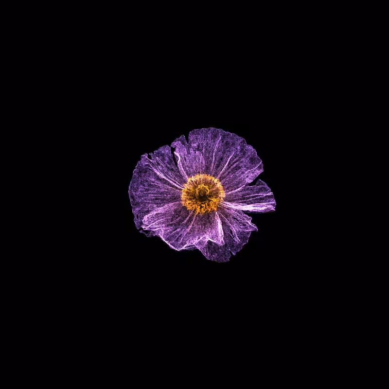 White Poppy 30 #100