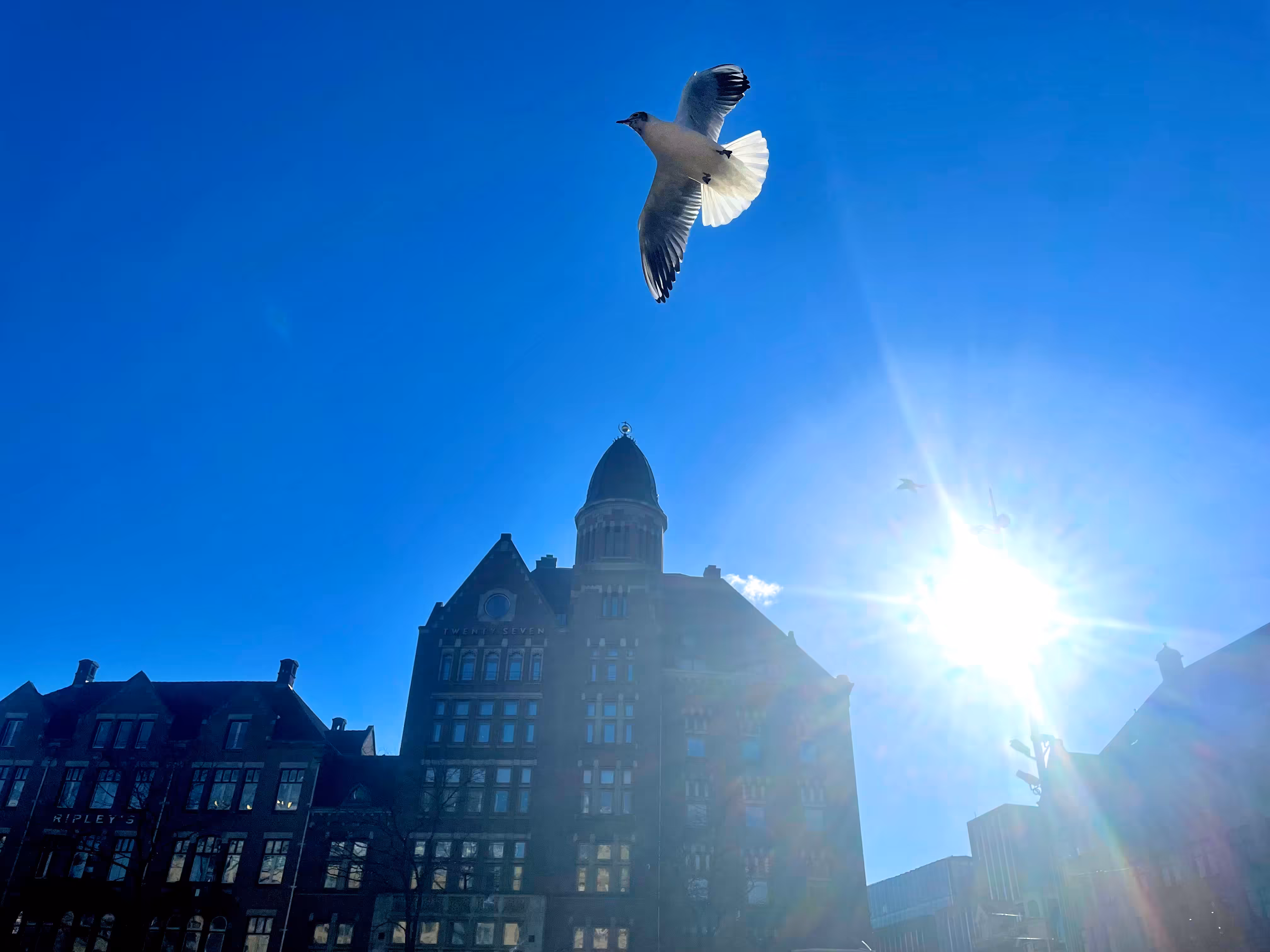 Bird(s).. in AmsterDAM