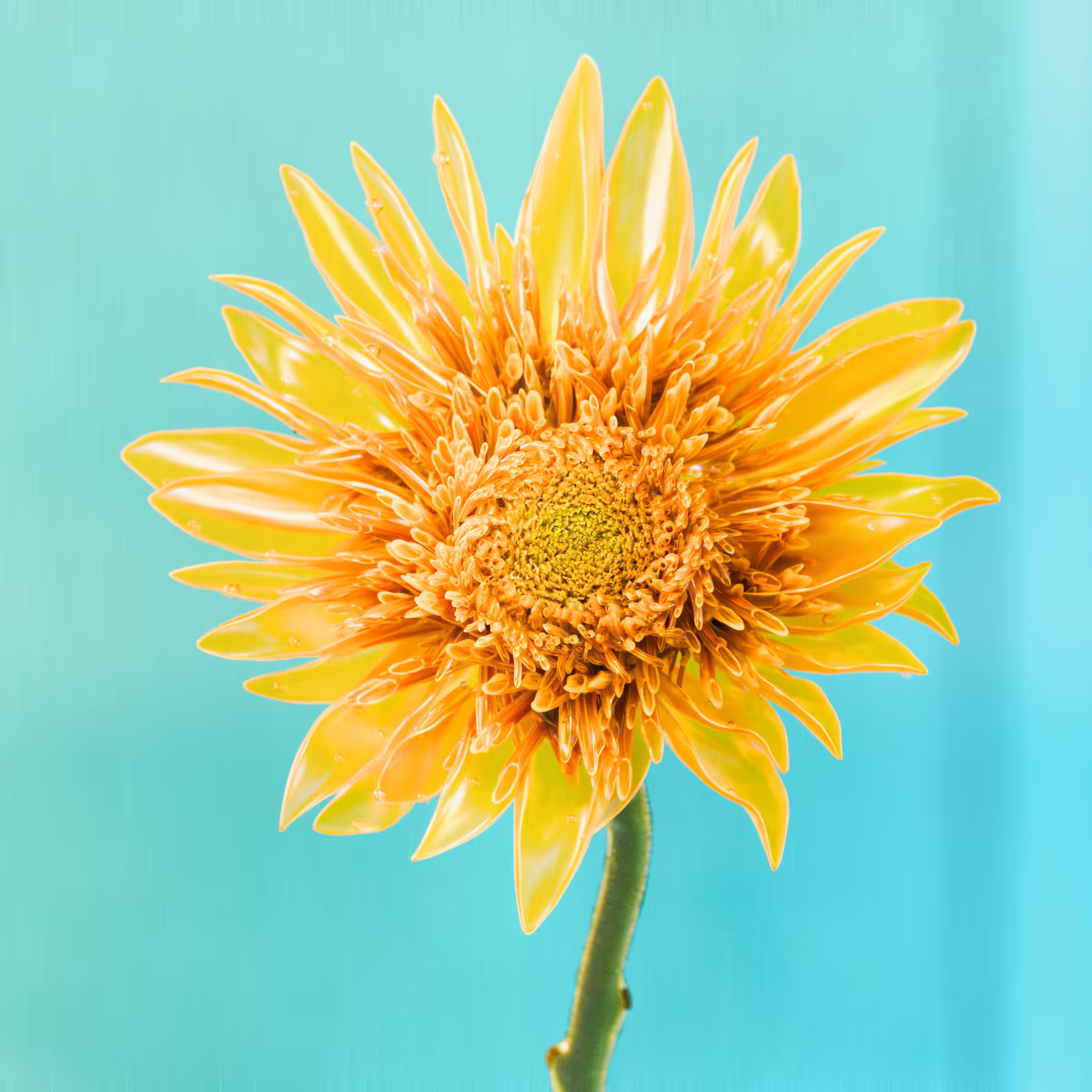 Flower #29 by Olivia Pedigo