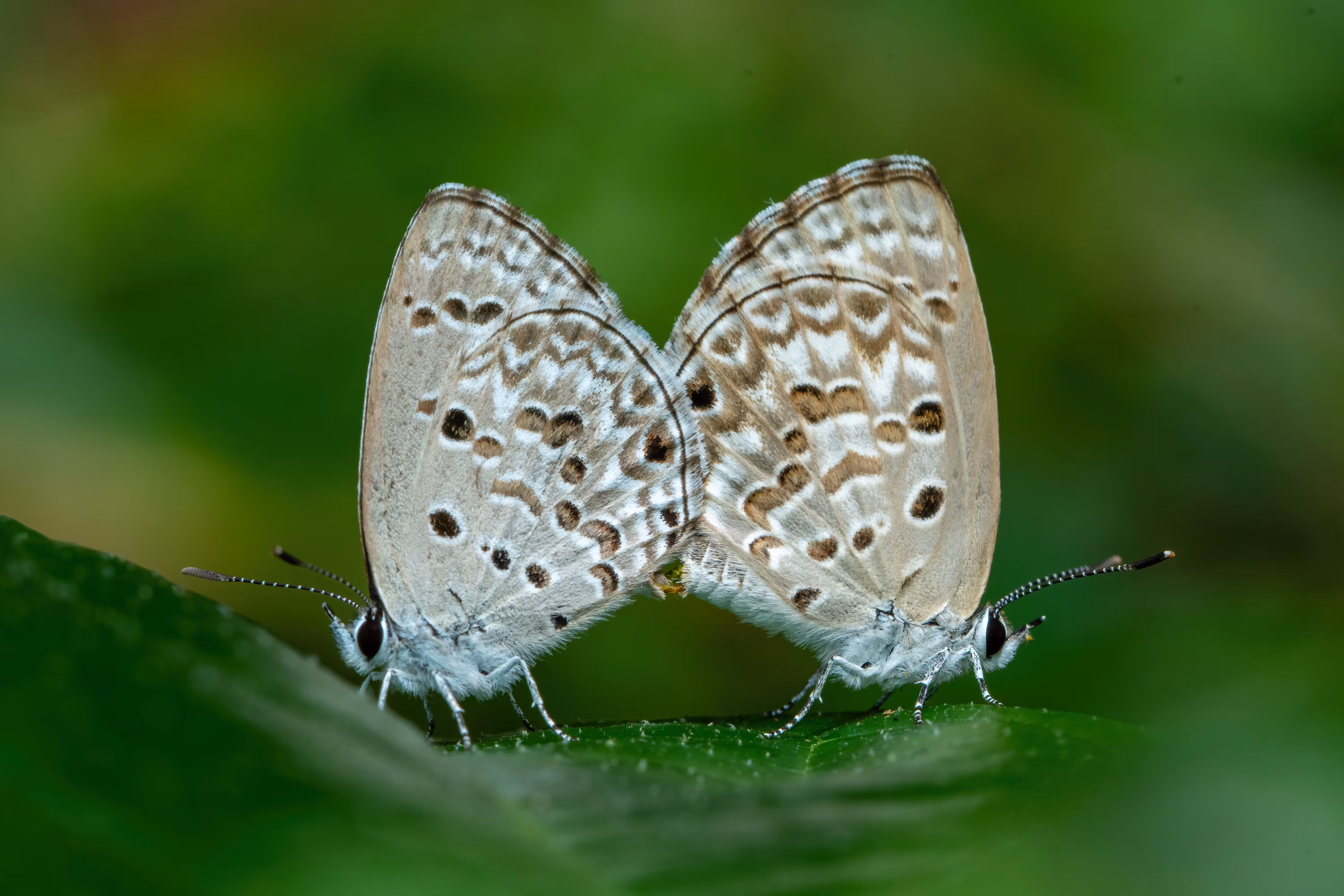 Lilliput - The Unseen World Of Macro
