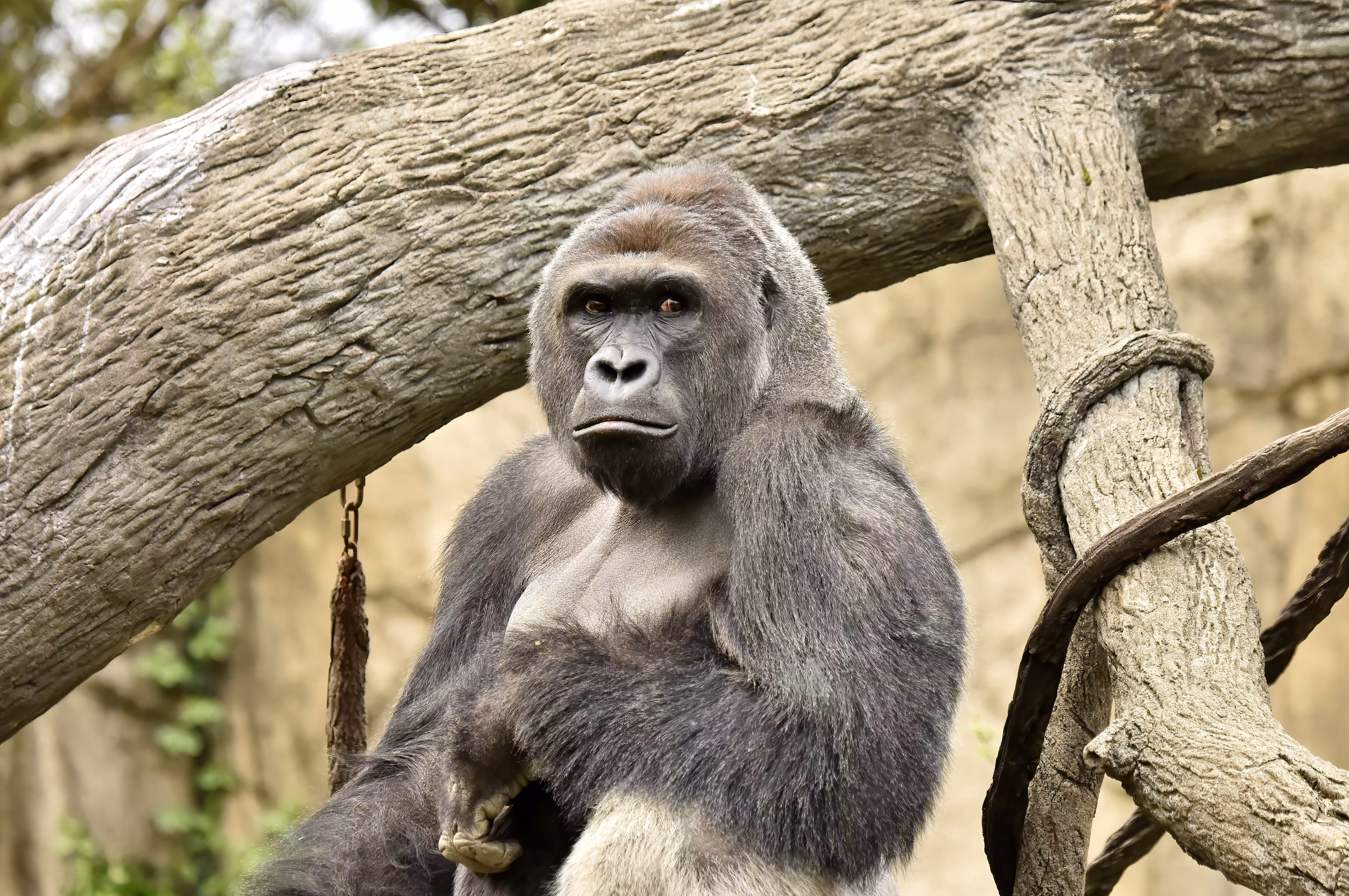 HARAMBE: LEGENDS #613