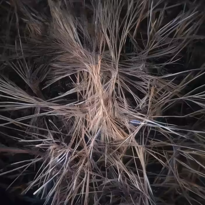 Plantae Crystals
