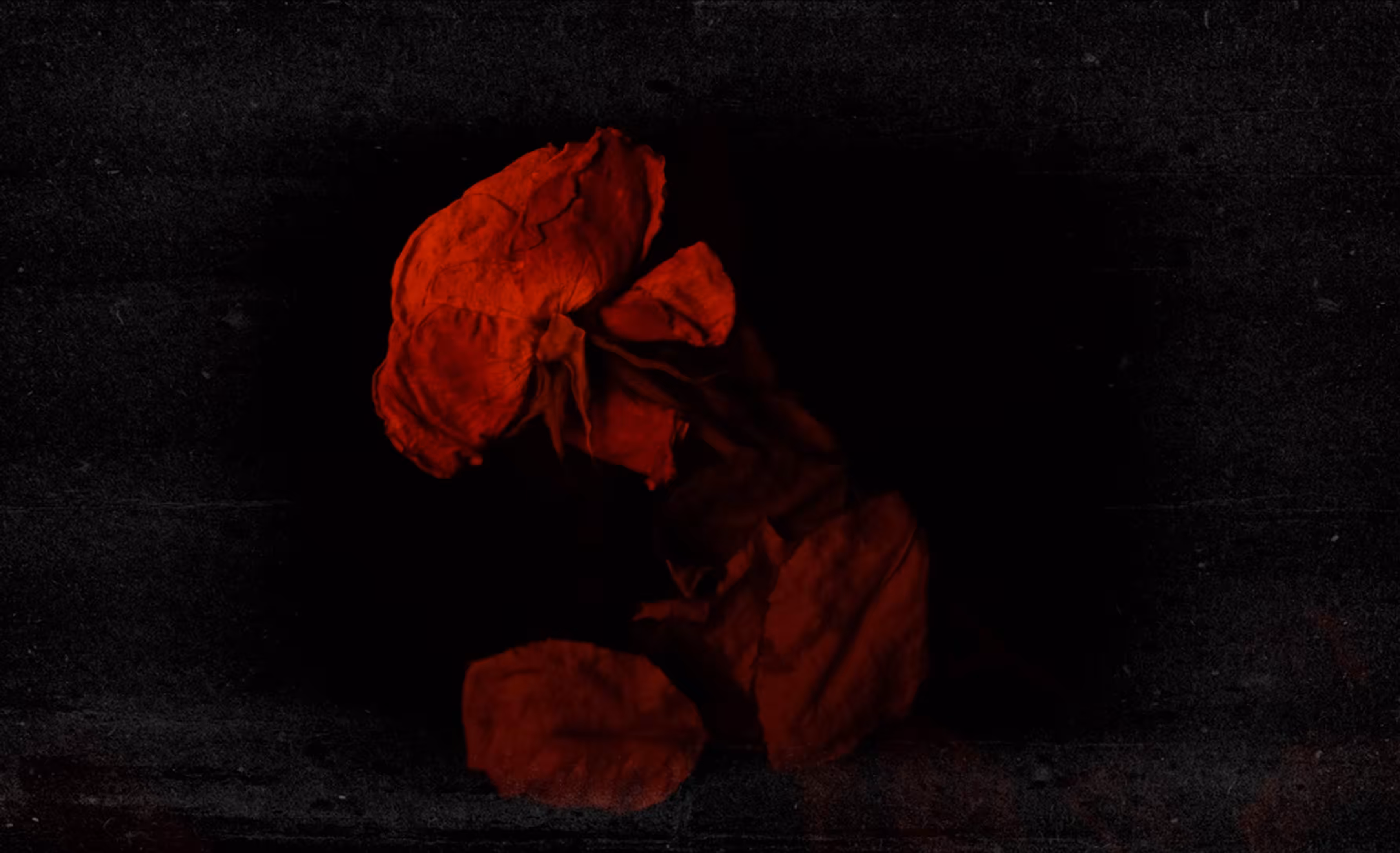 his dried rose