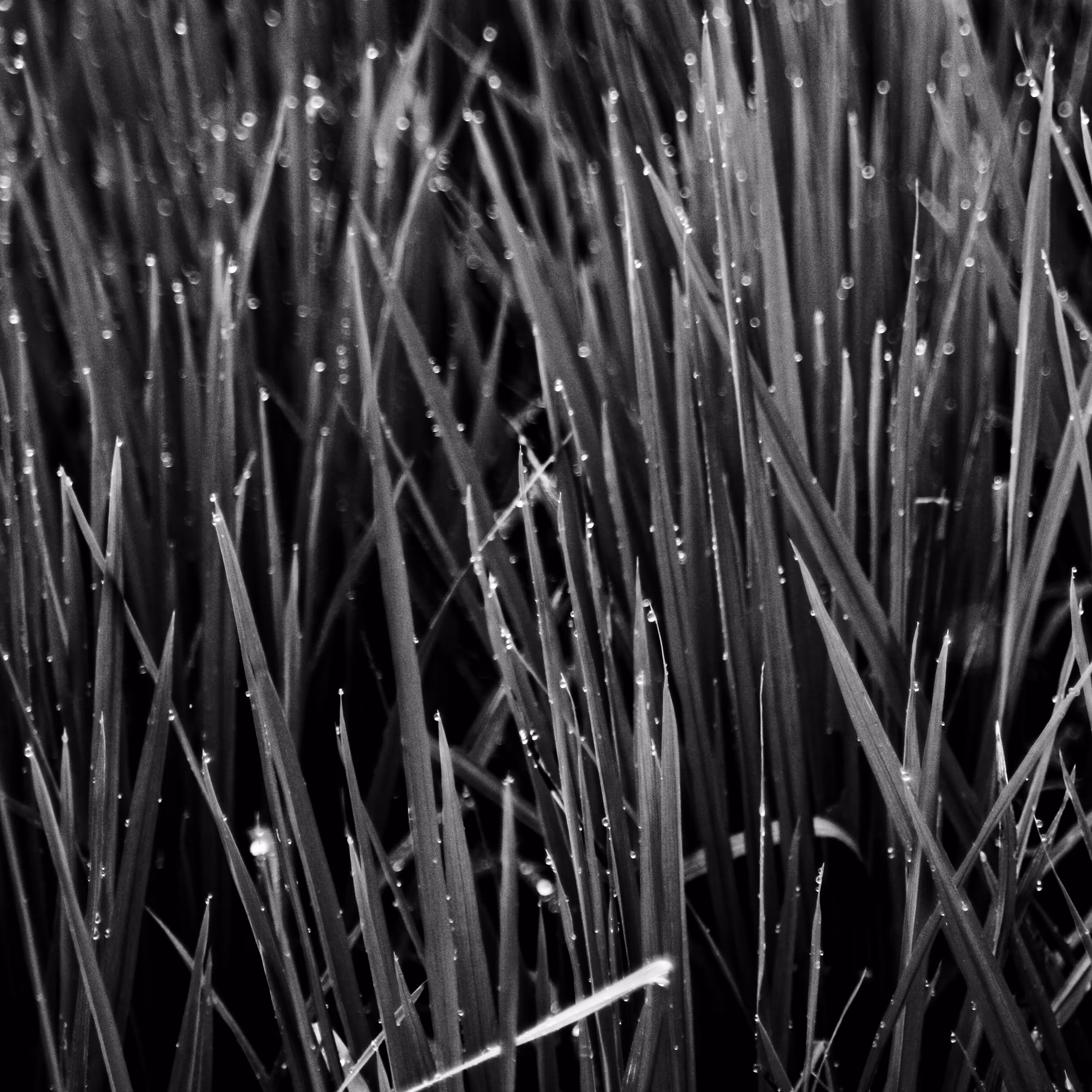 plants are living things 4.