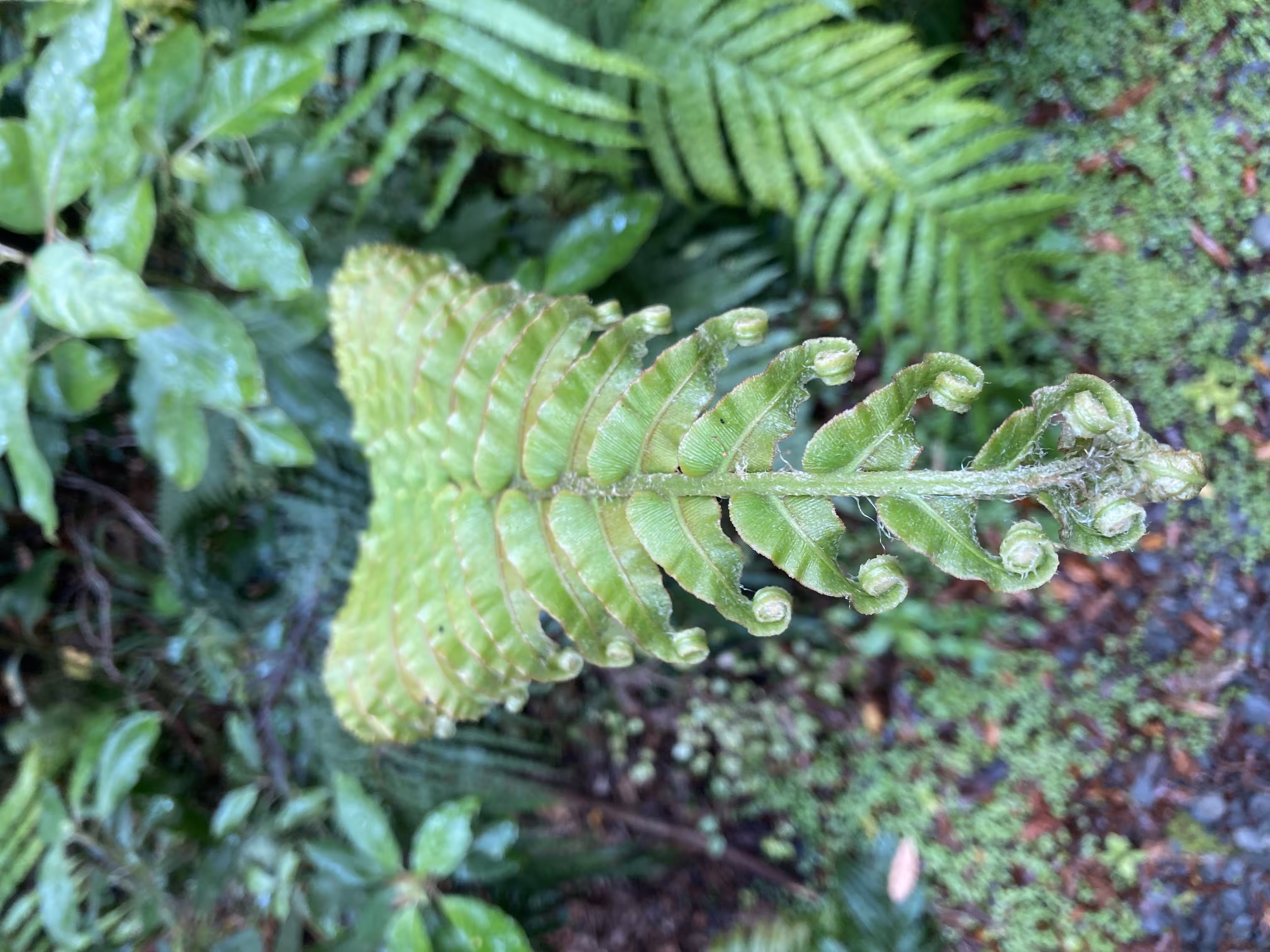 fern