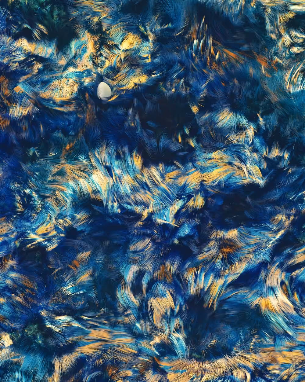 Hyacinth Macaw