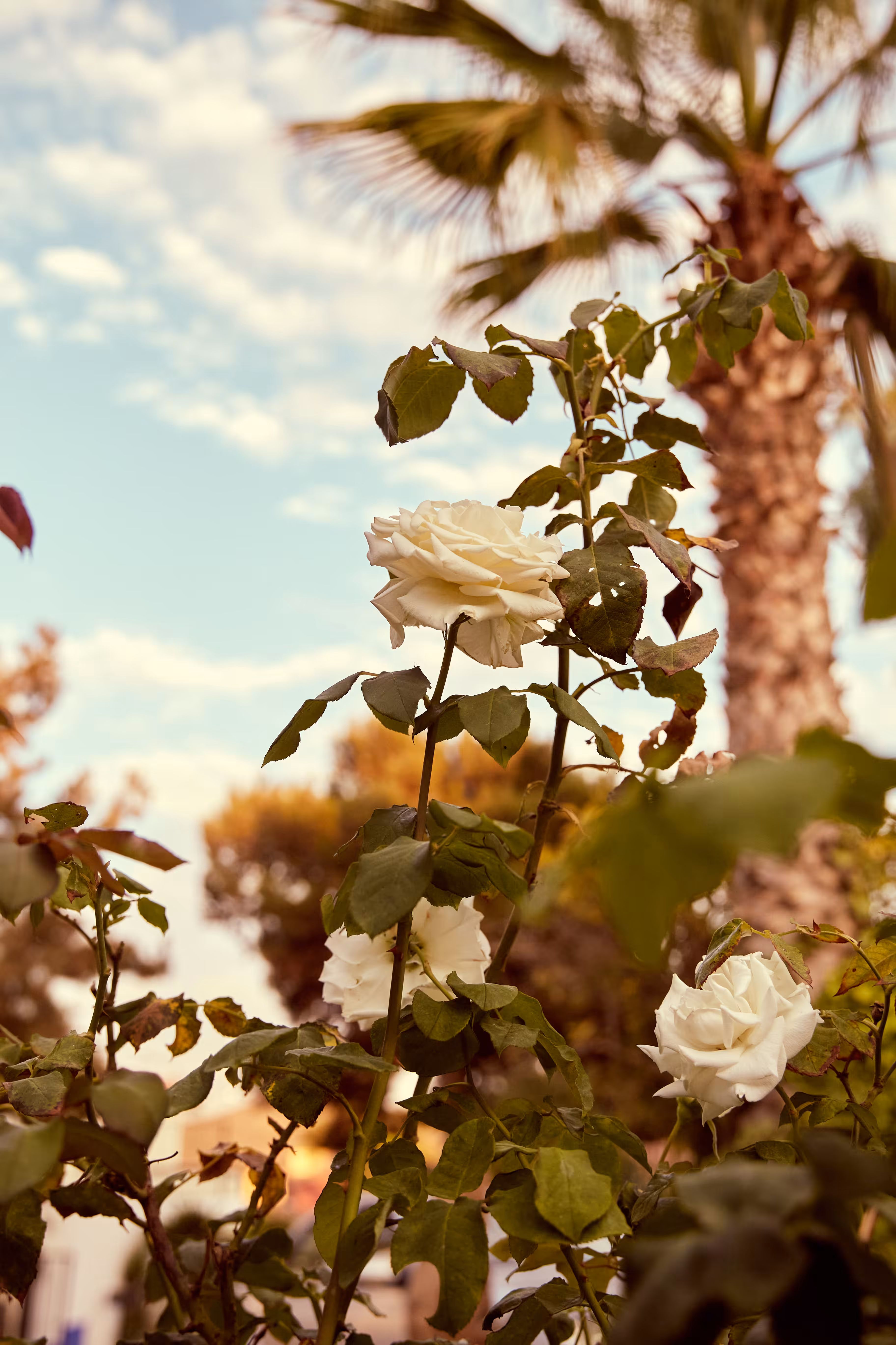 Favorite garden - a