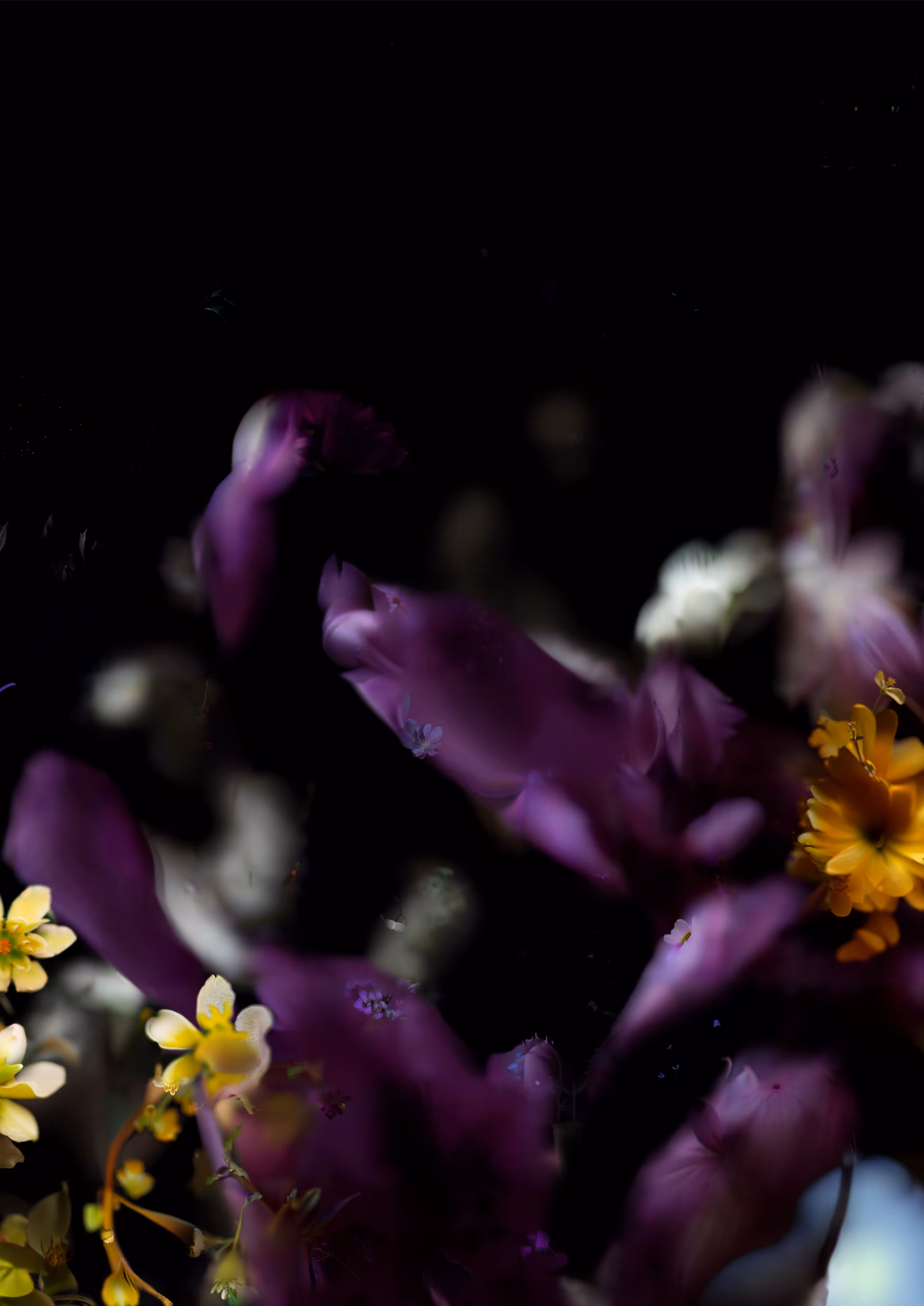 83 seeds from a vanishing mountain #3