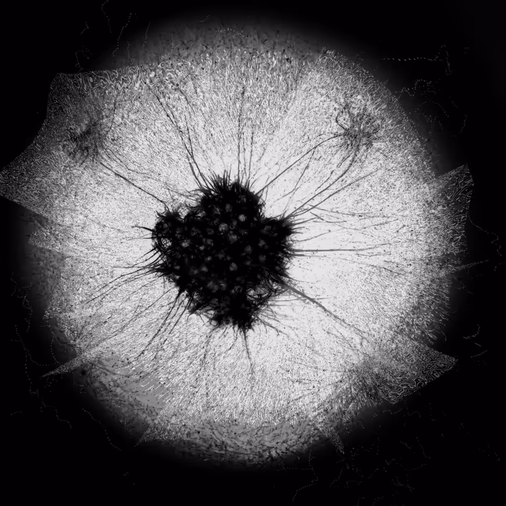 Heliotrope IV