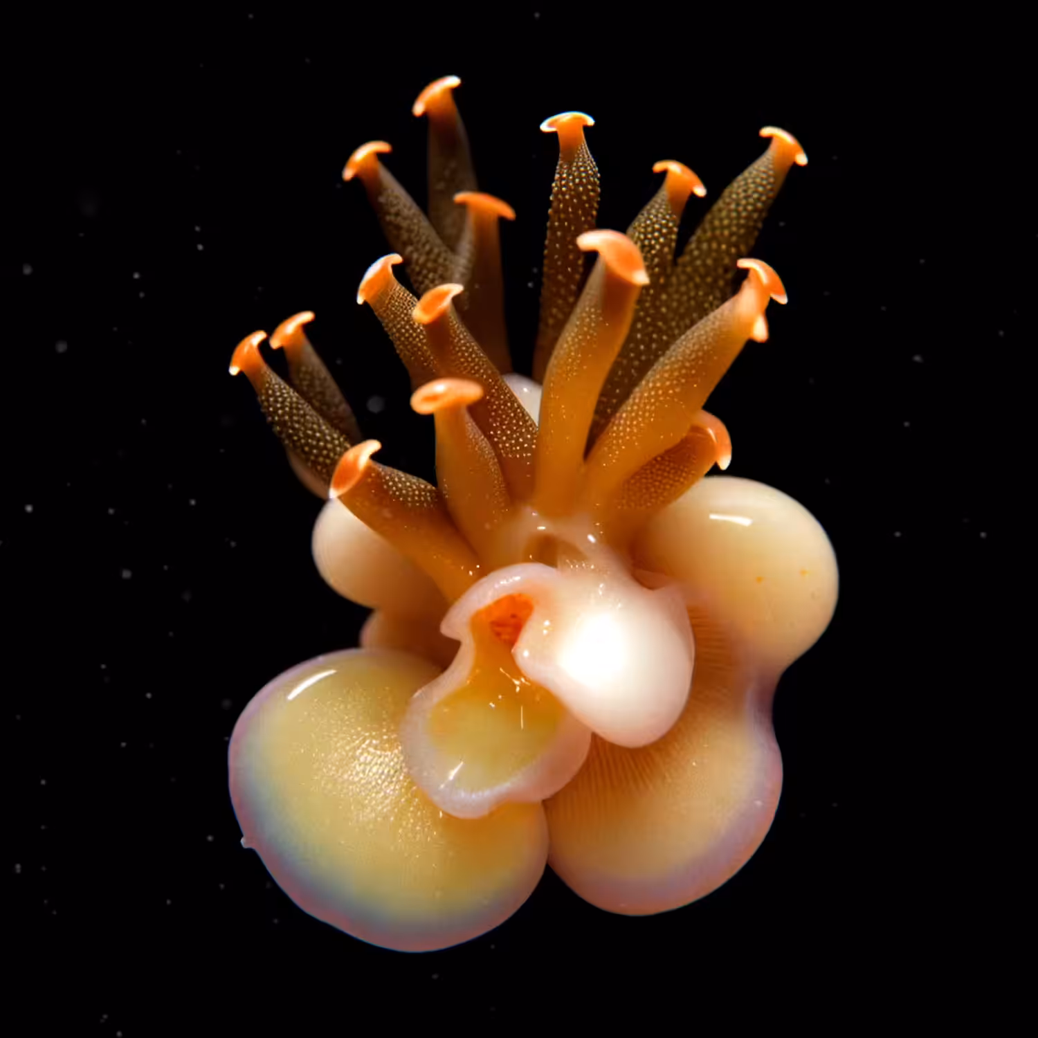 The Vault of Wonders: Chapter 1 - The Abyssal Unseen: Anemonis Radiatus
