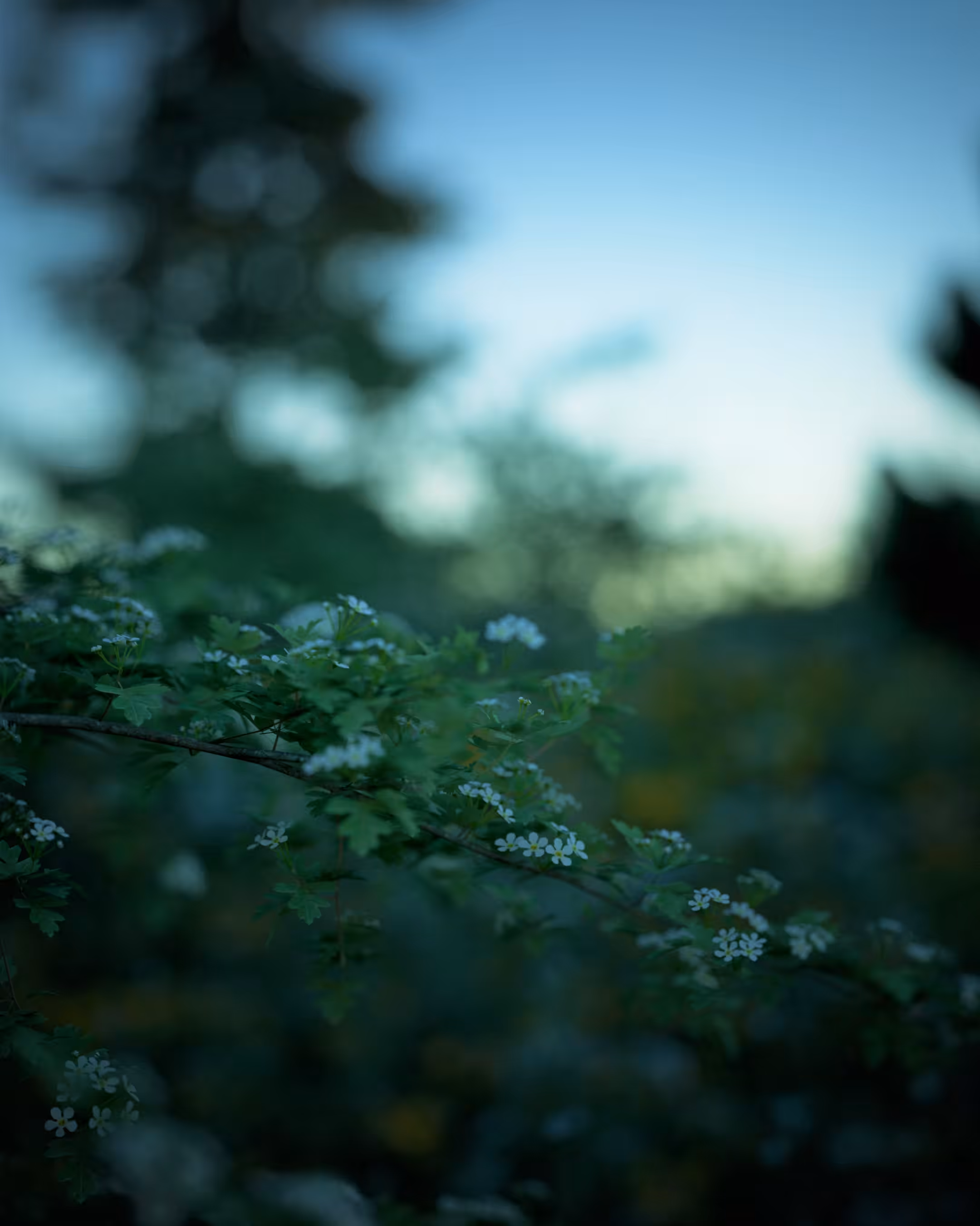 Hawthorn at Sunset