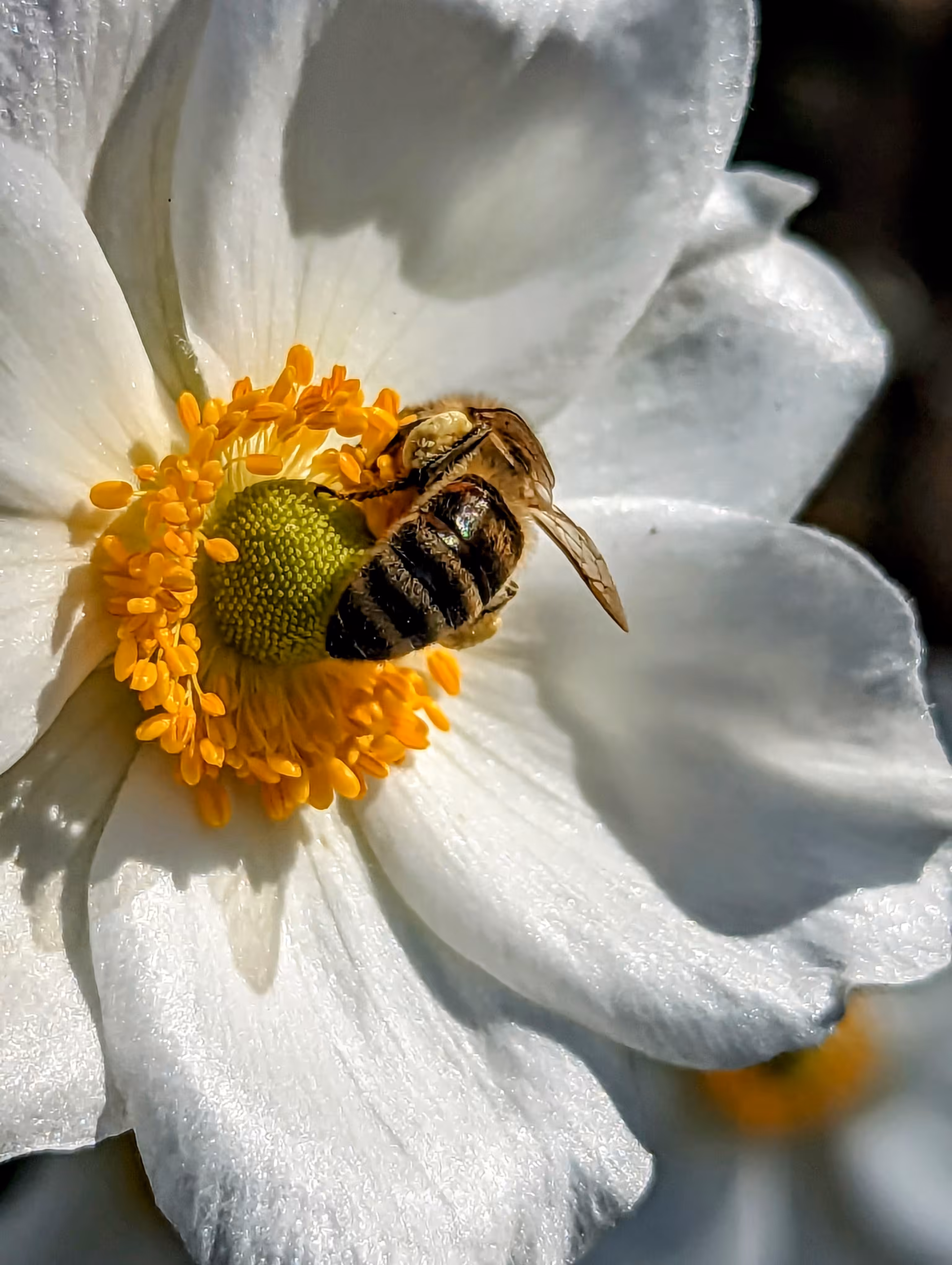 Hyde park bee