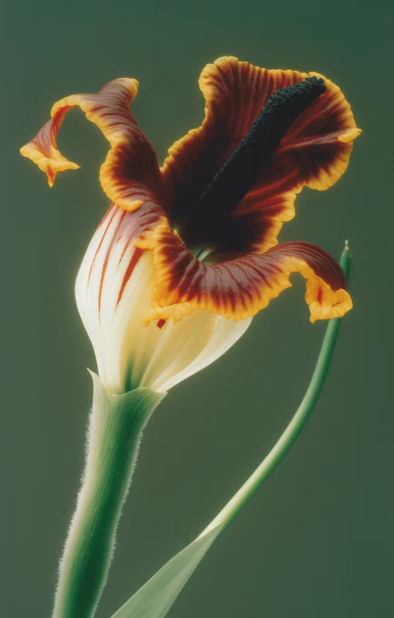Iris, Archival Pigment Print, 1995