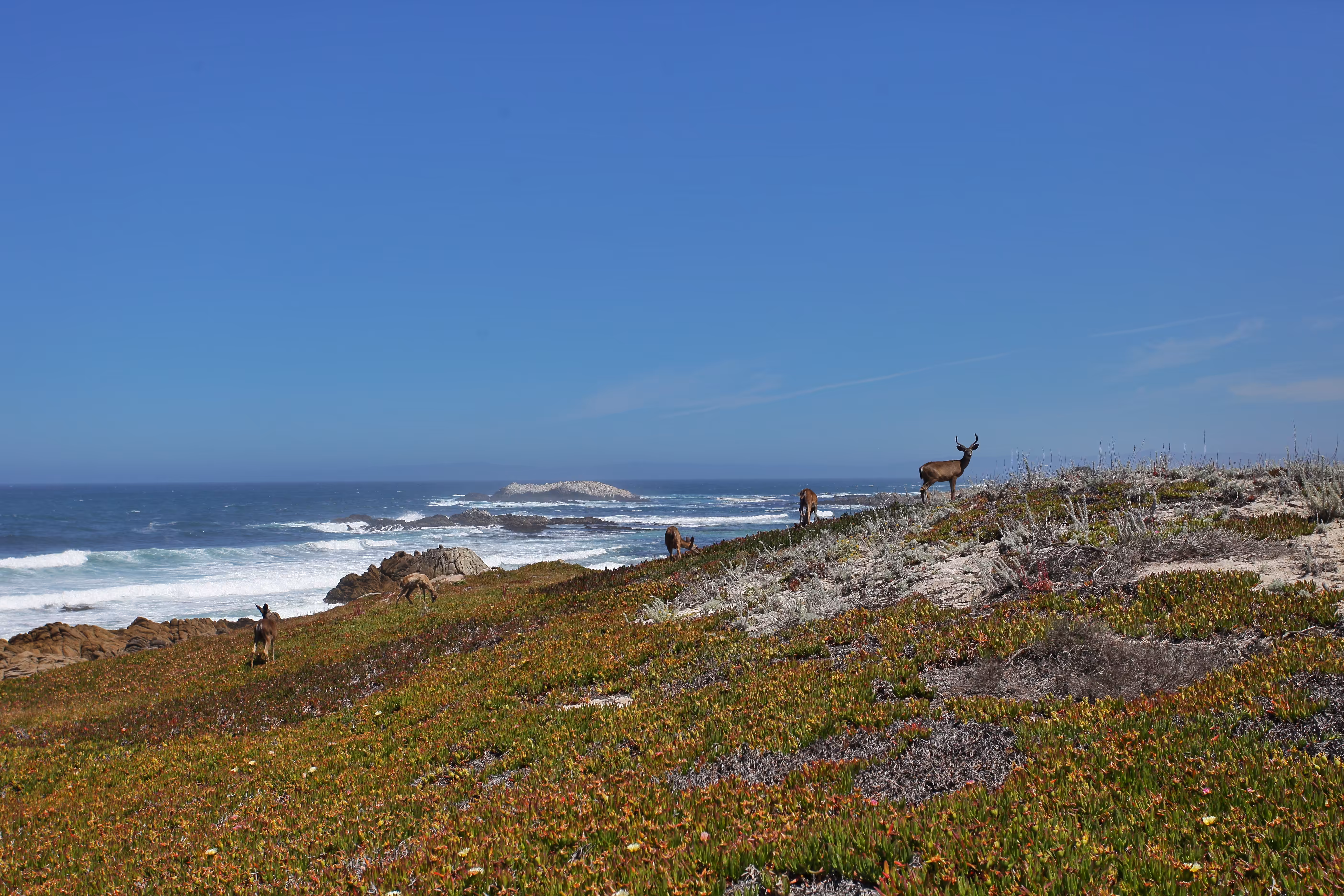 Sea Deer