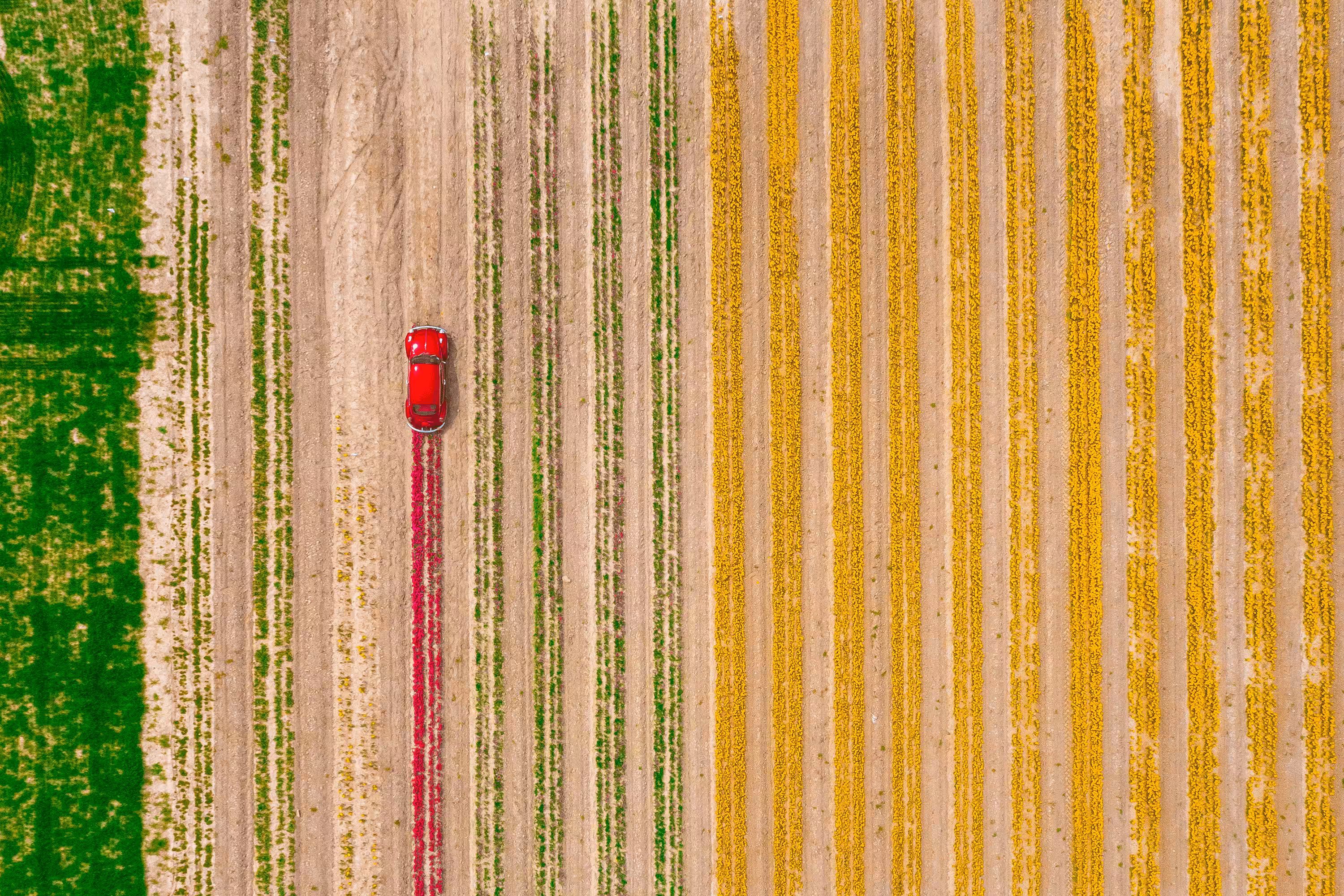 Car planting flowers