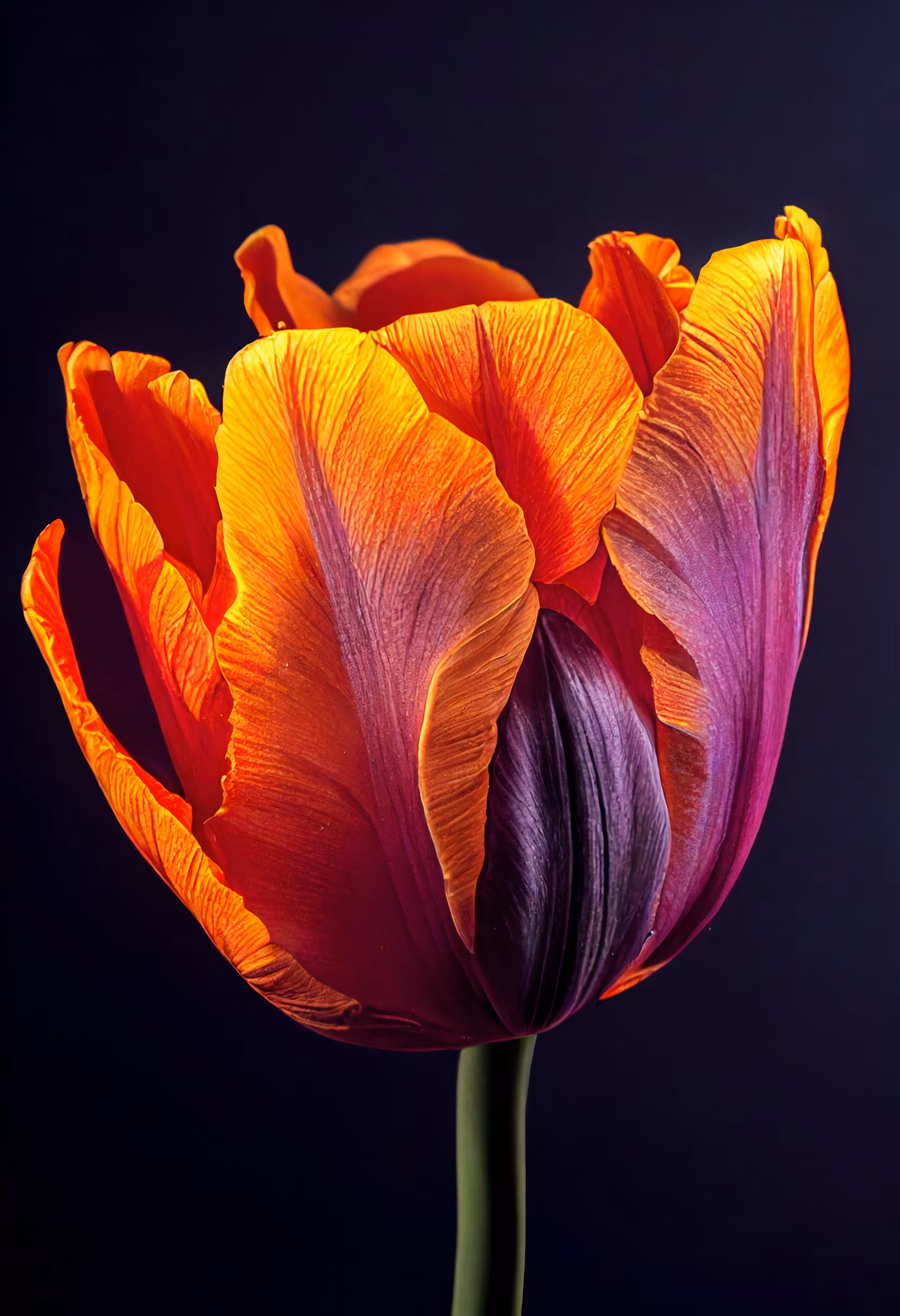 A Flower, Just For You. #211
