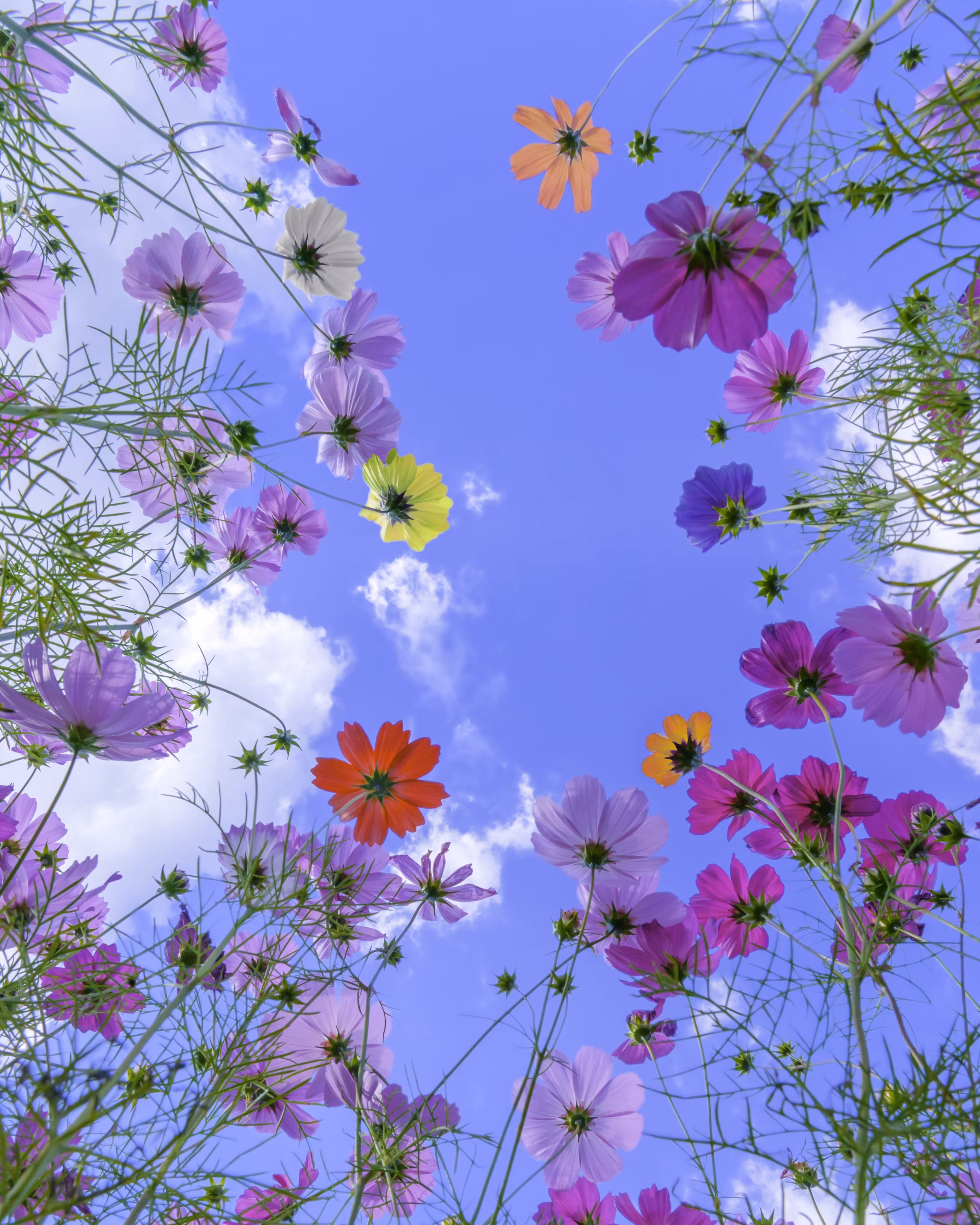 Colorful cosmos