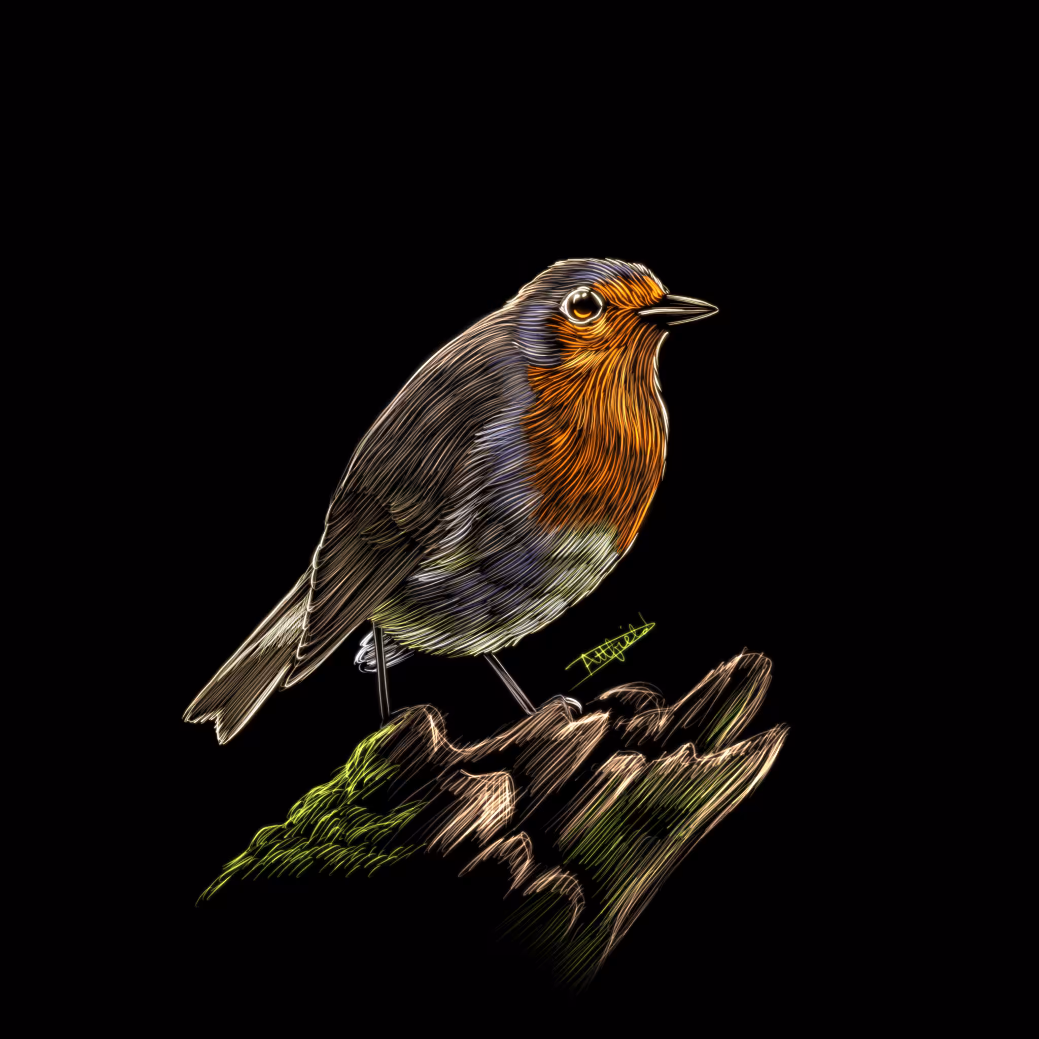 Robin