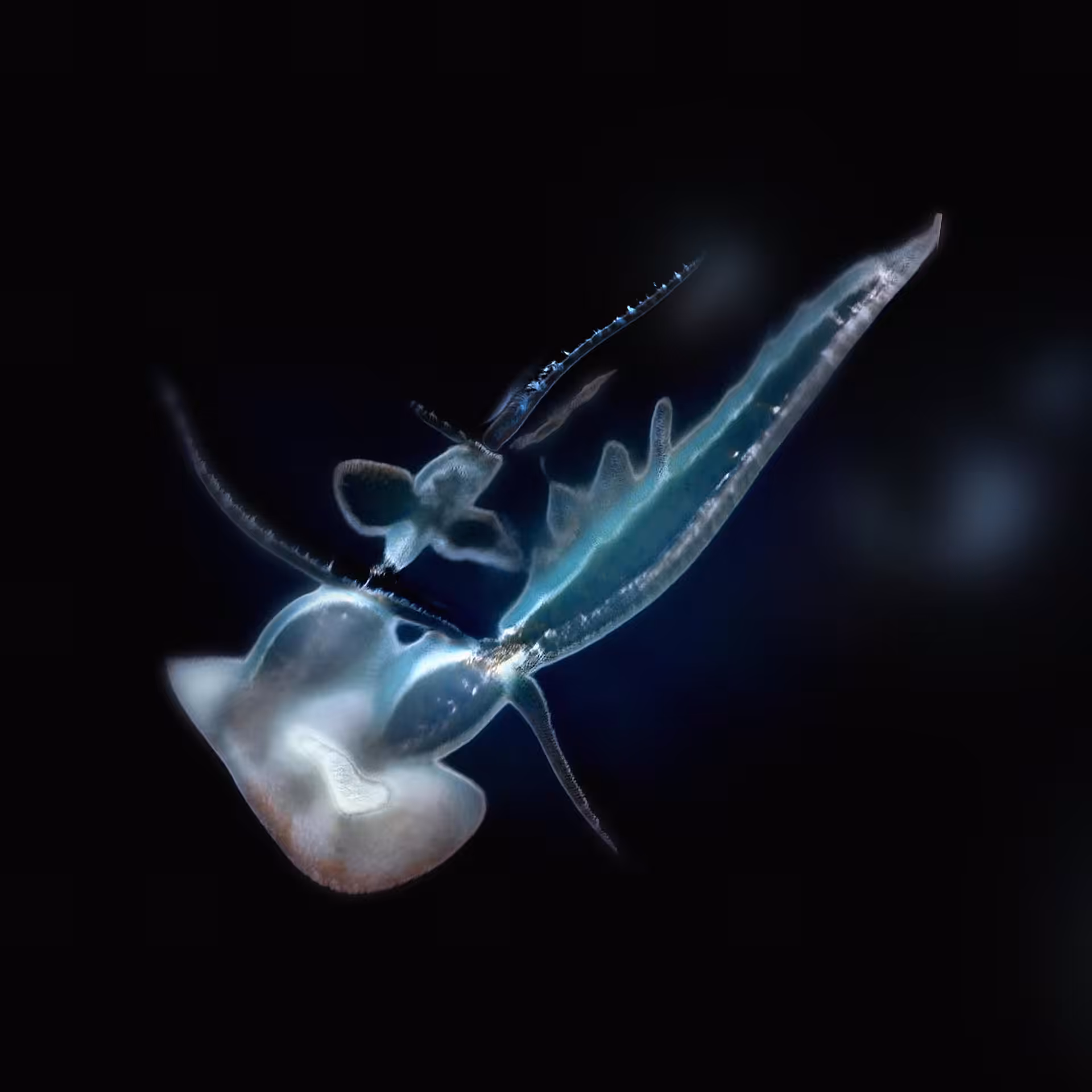 Sperma 67