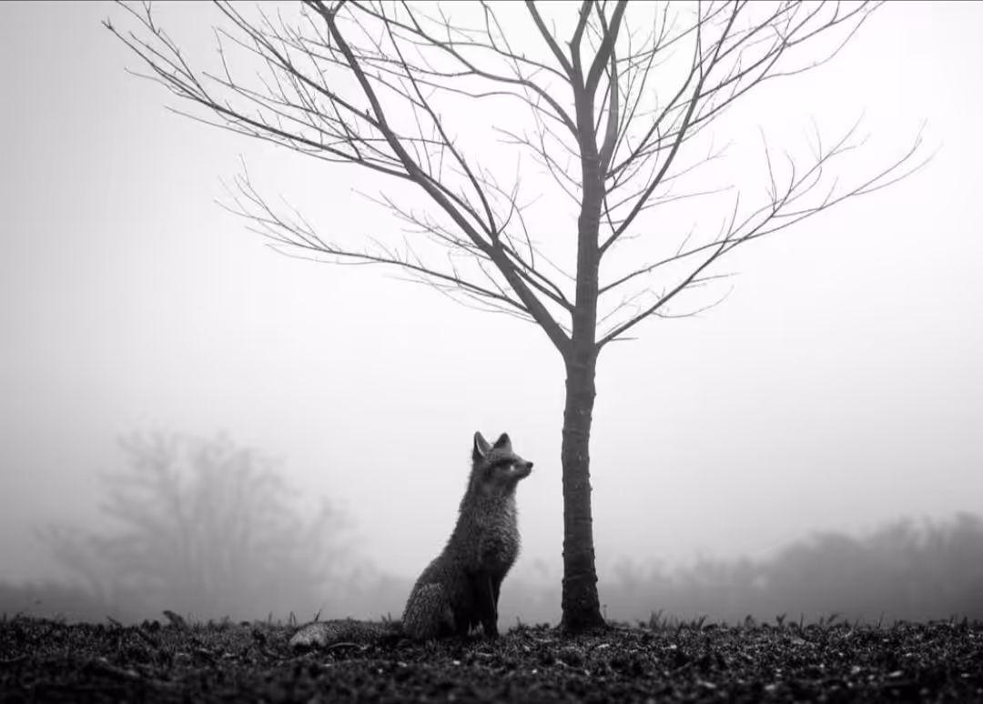 Fox Hill