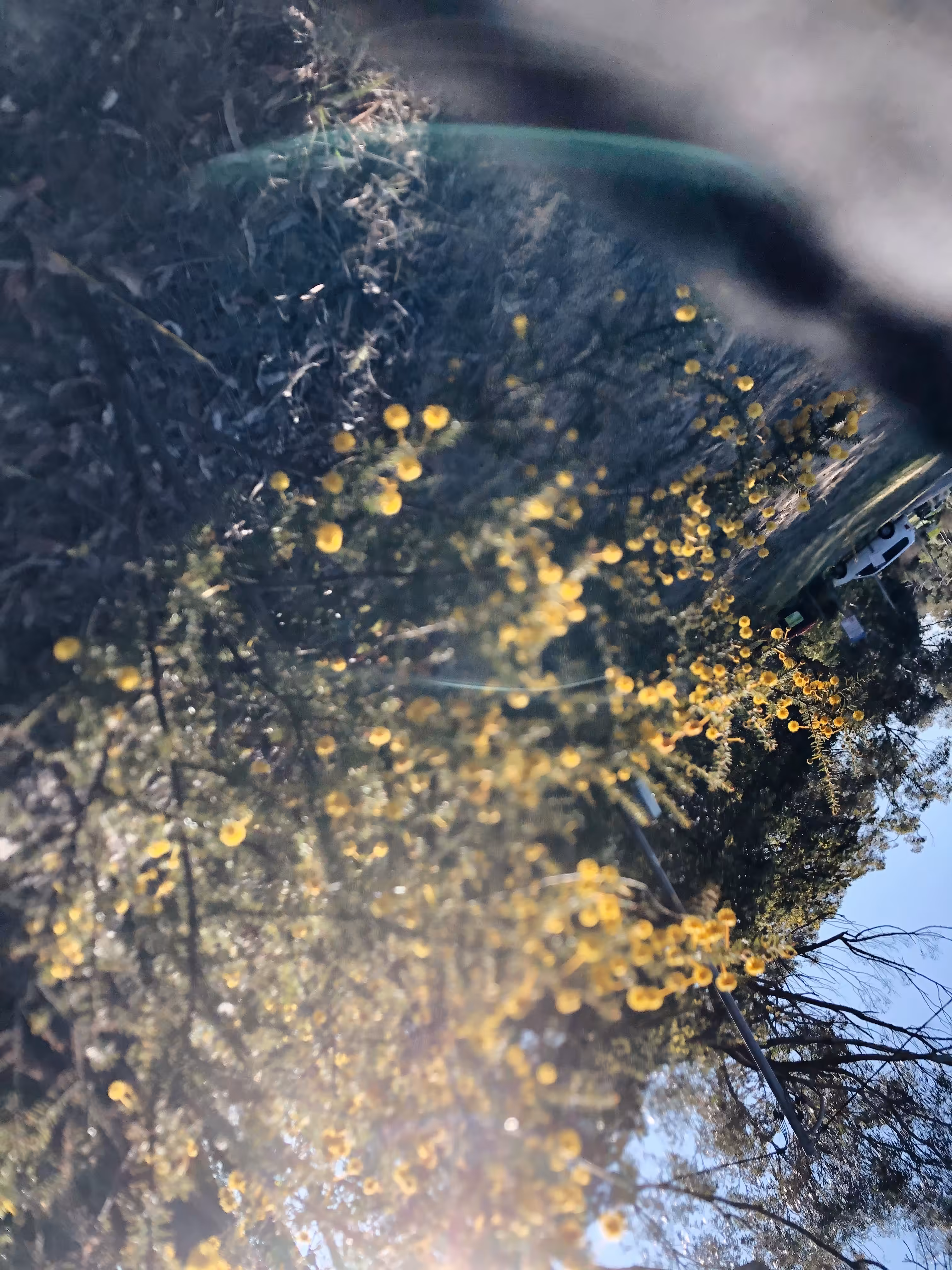 wattle