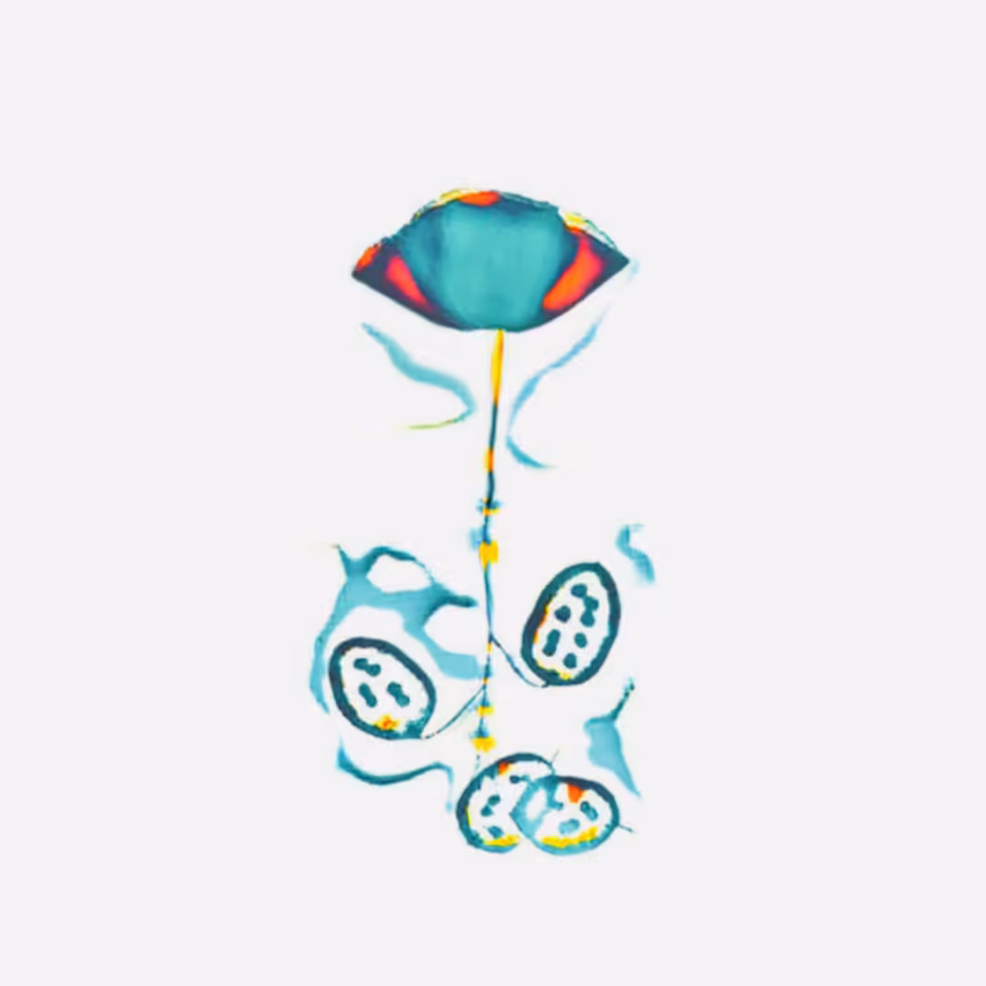 Las Flores — 08