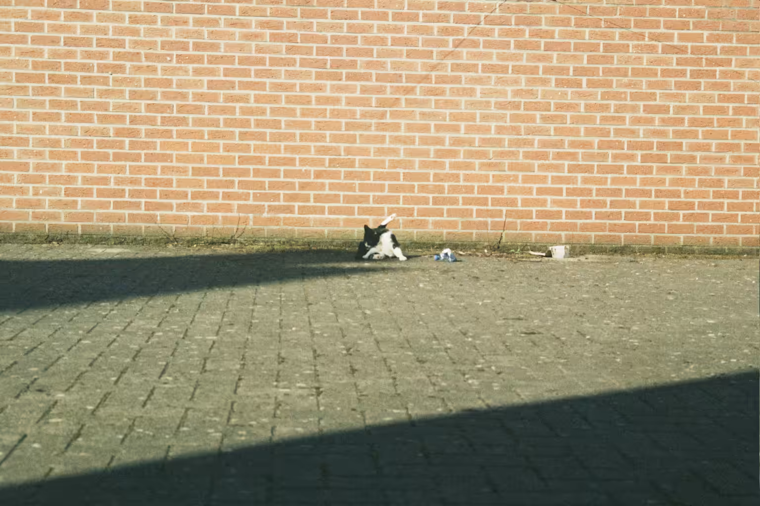 Gizmo doing yoga in the courtyard