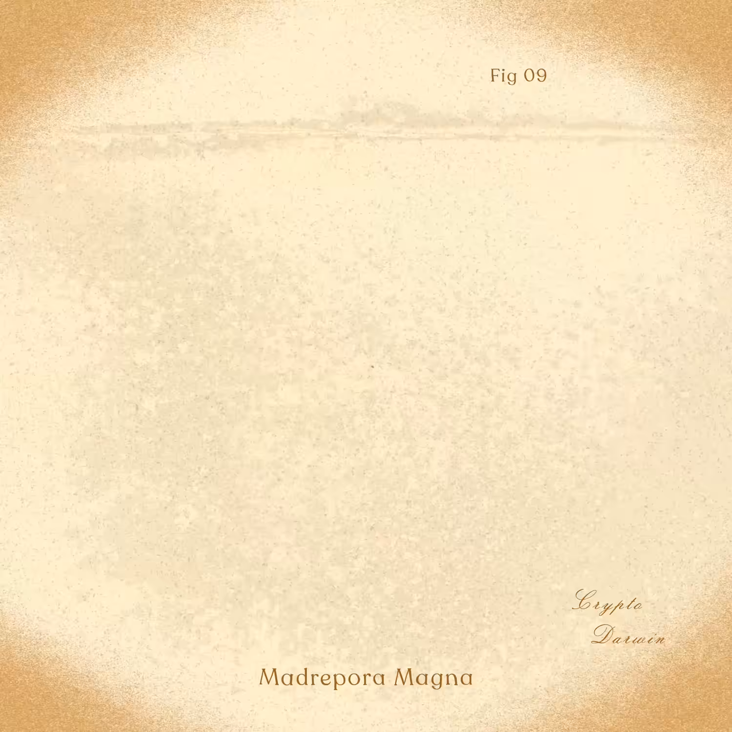 Madrepora Magna