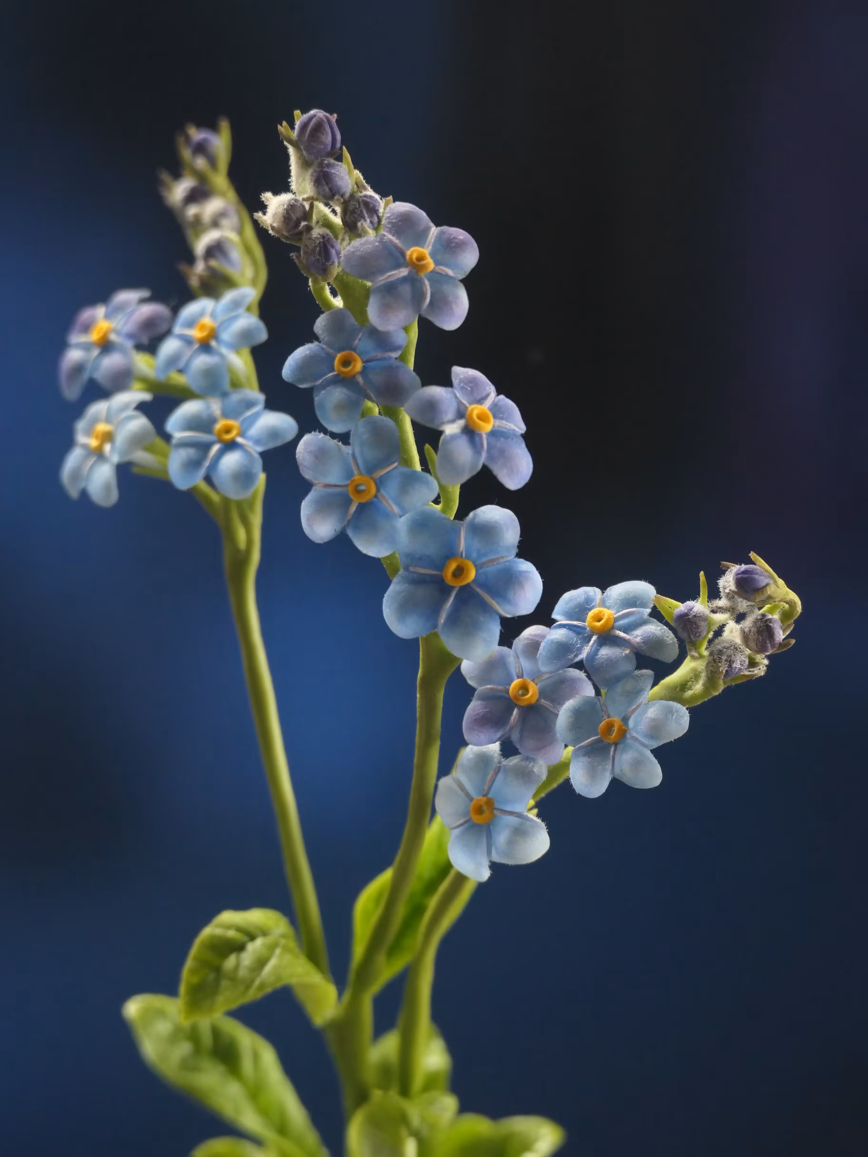 Fleurs d'Artifice (Myosotis)