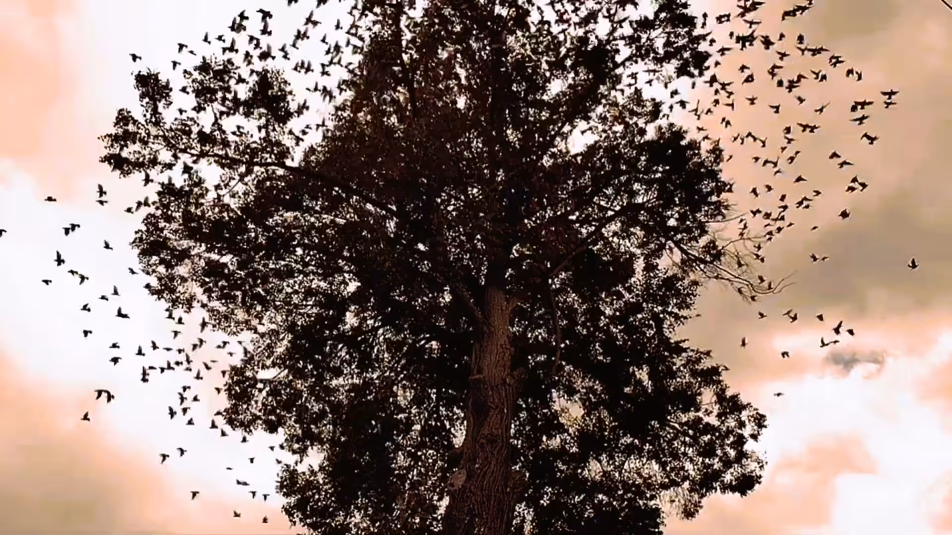 SilenceArt II