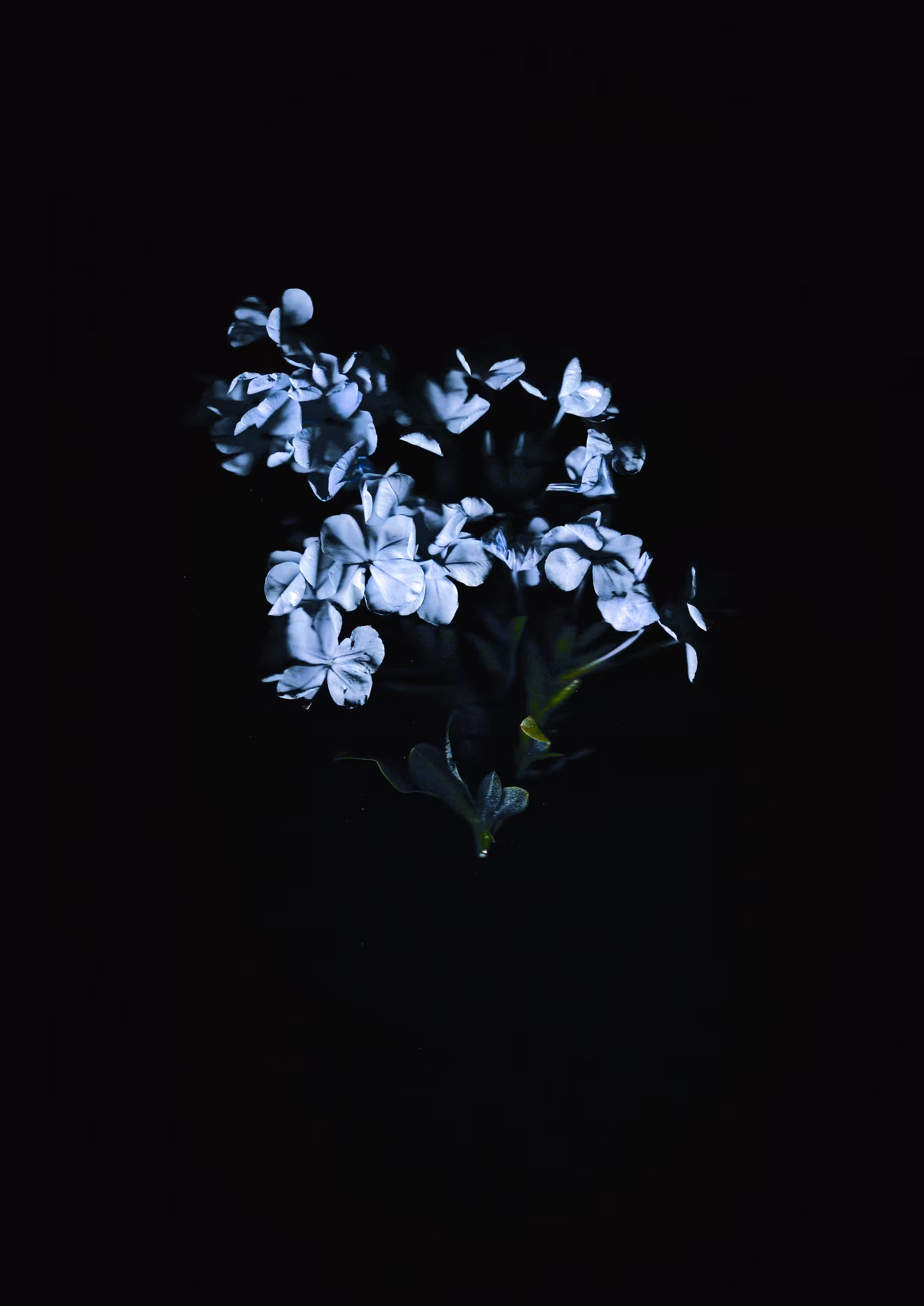 The Botanical Collection! #9