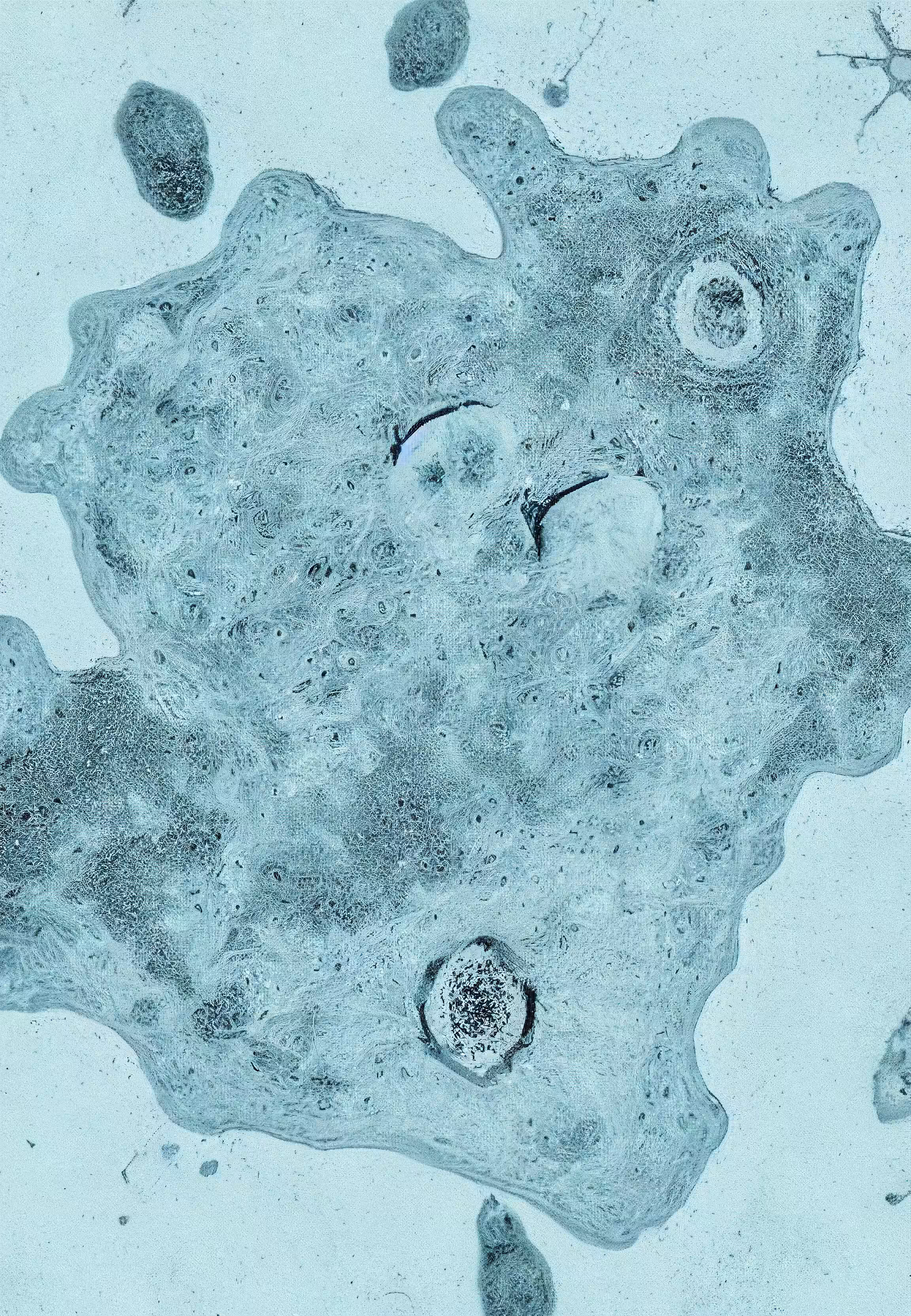 Histologia In Silico #295