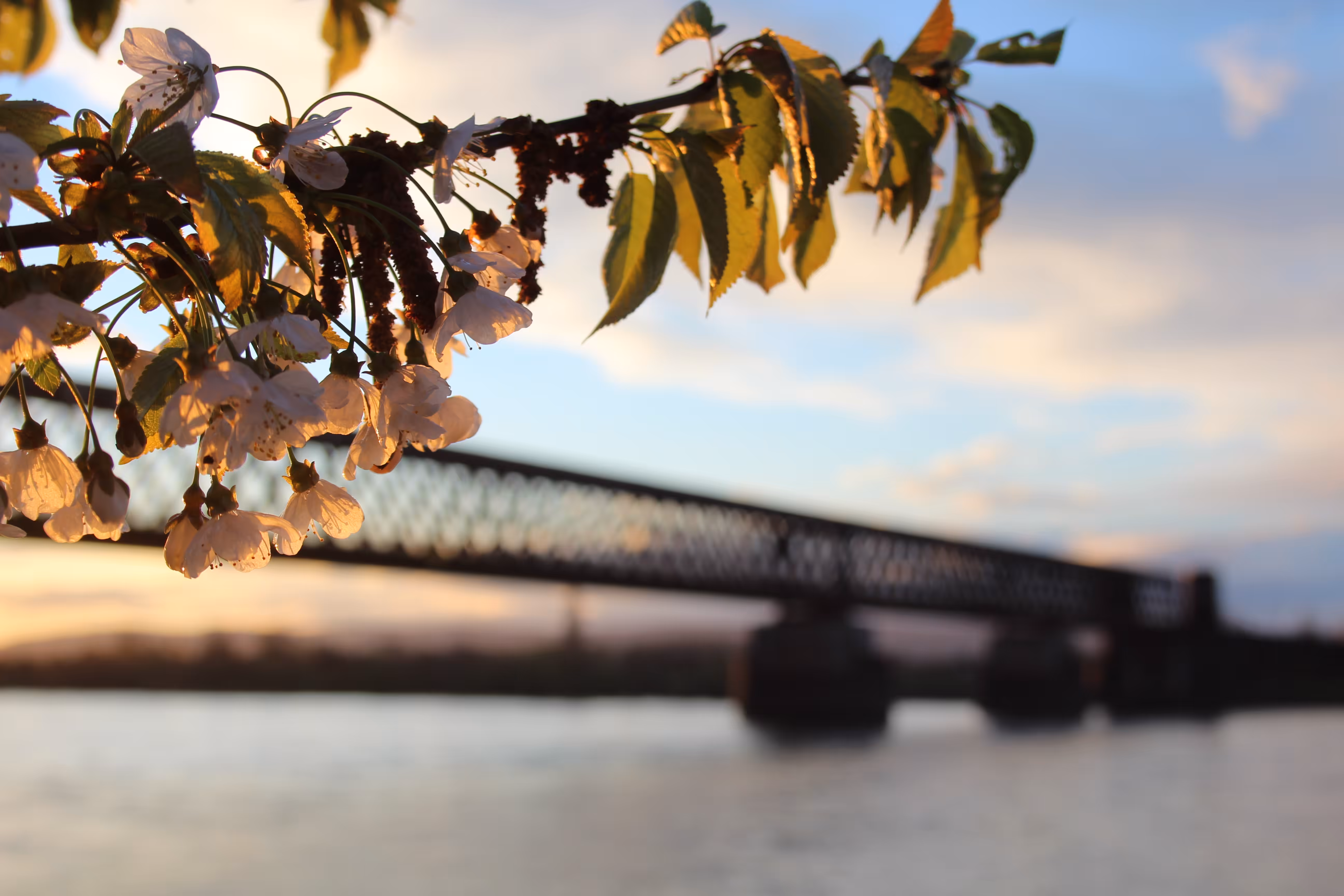 Spring is coming