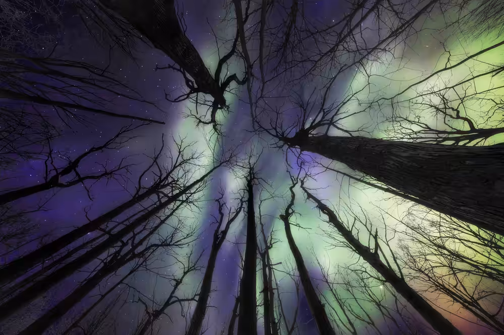 Through the Trees