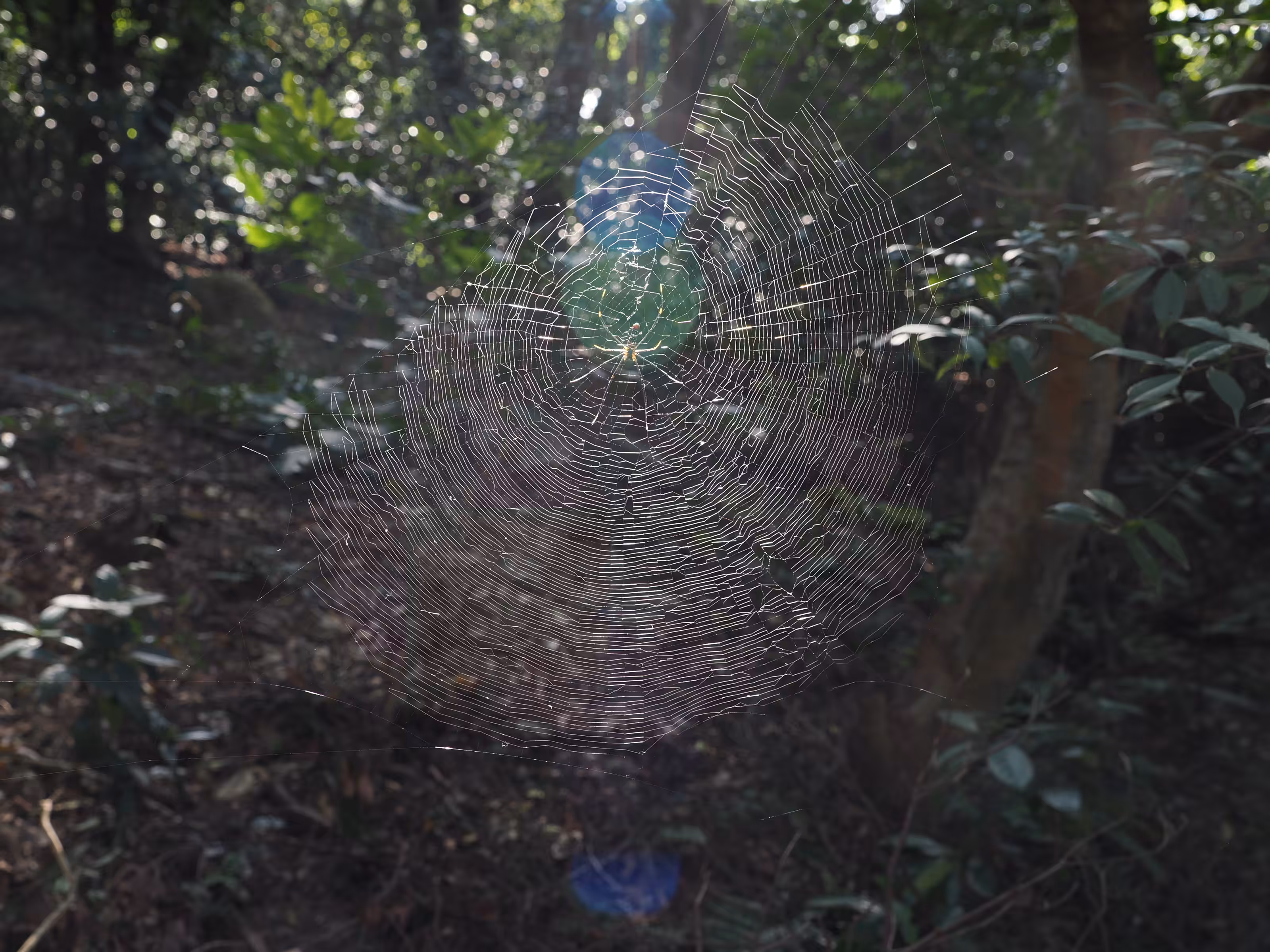 Spider in forest