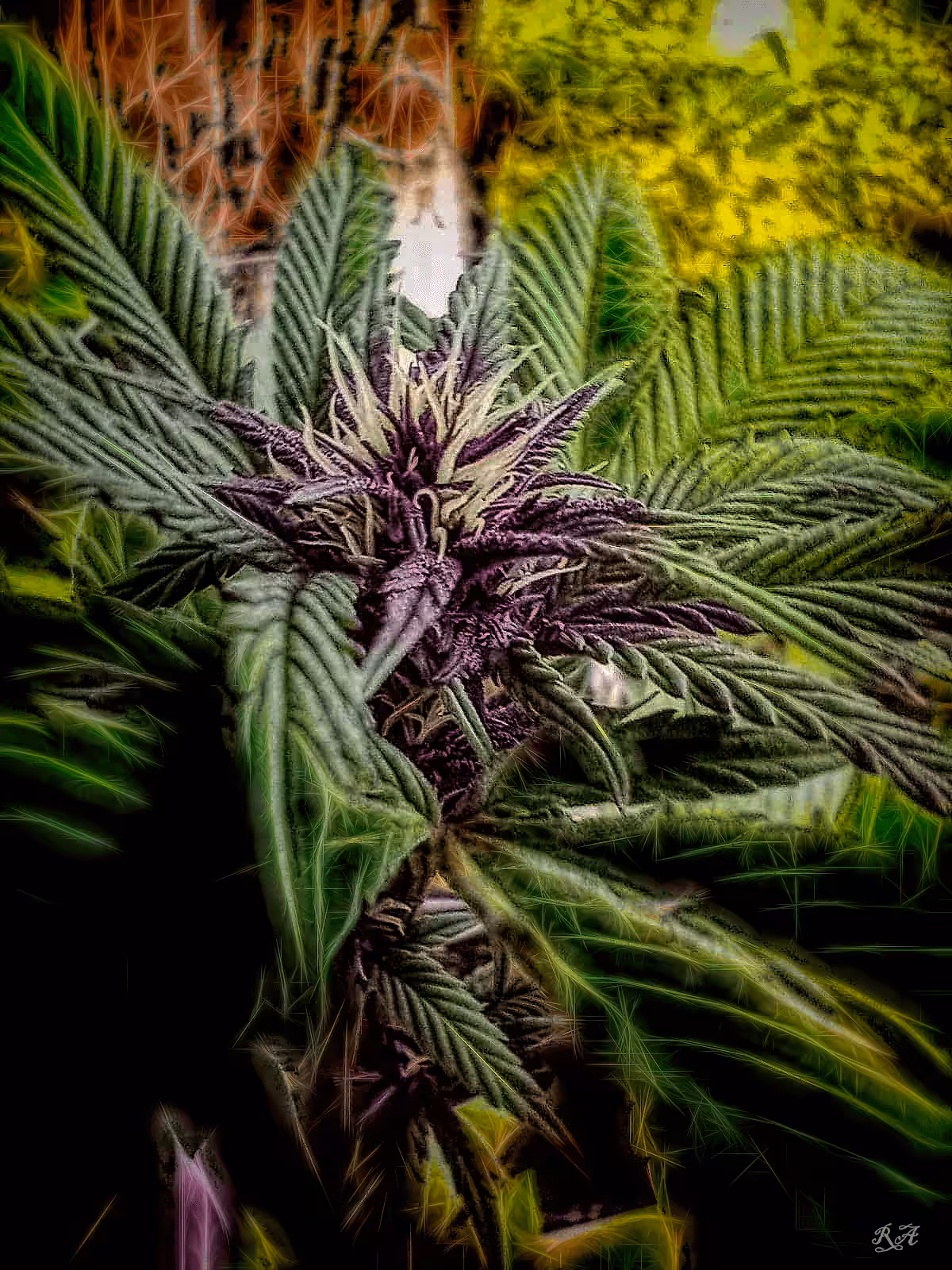 Purple Kush