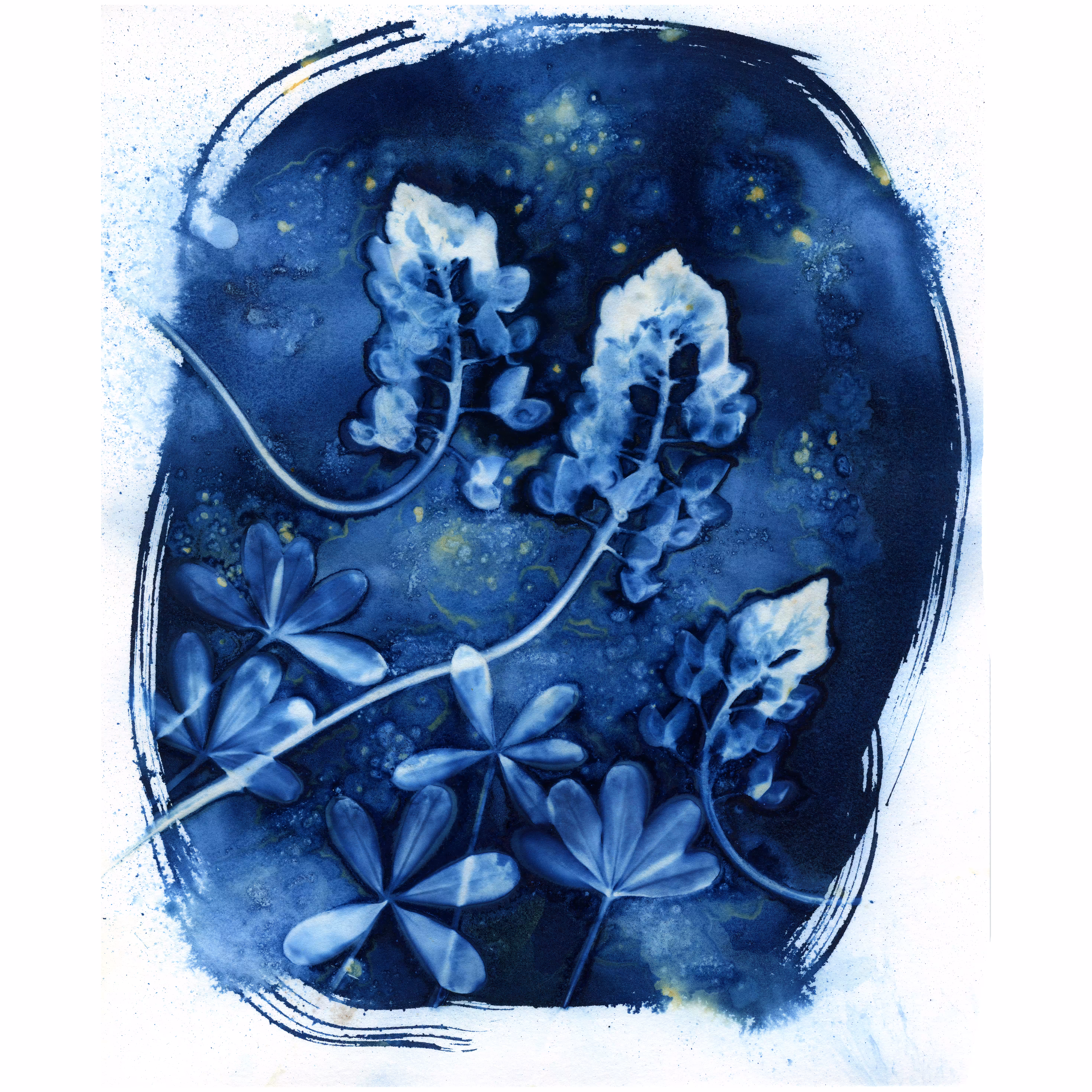 3 Bluebonnets