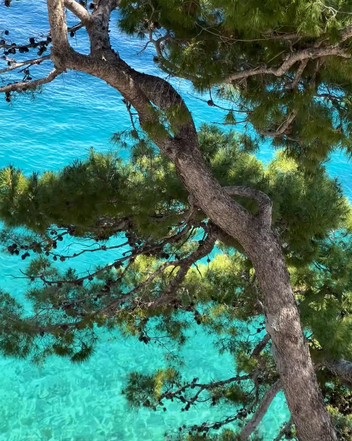 sea blue trees #02