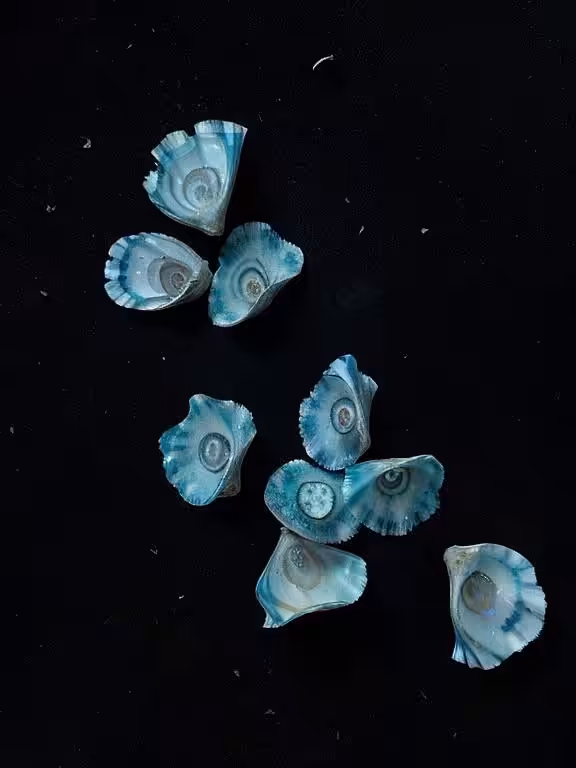 Emilia Trevisani - Litorishella Patelliforma